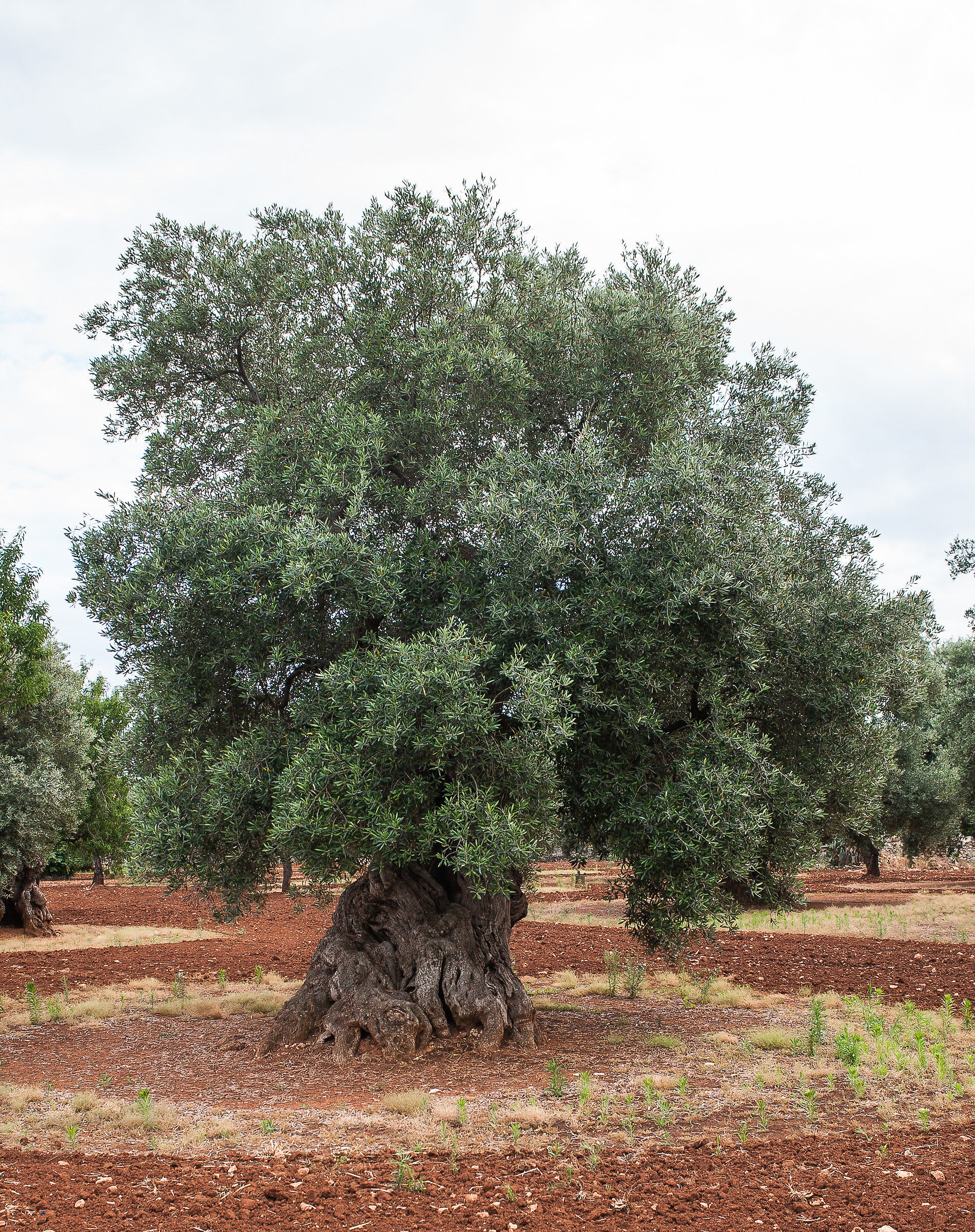 Puglia: Olive tree...