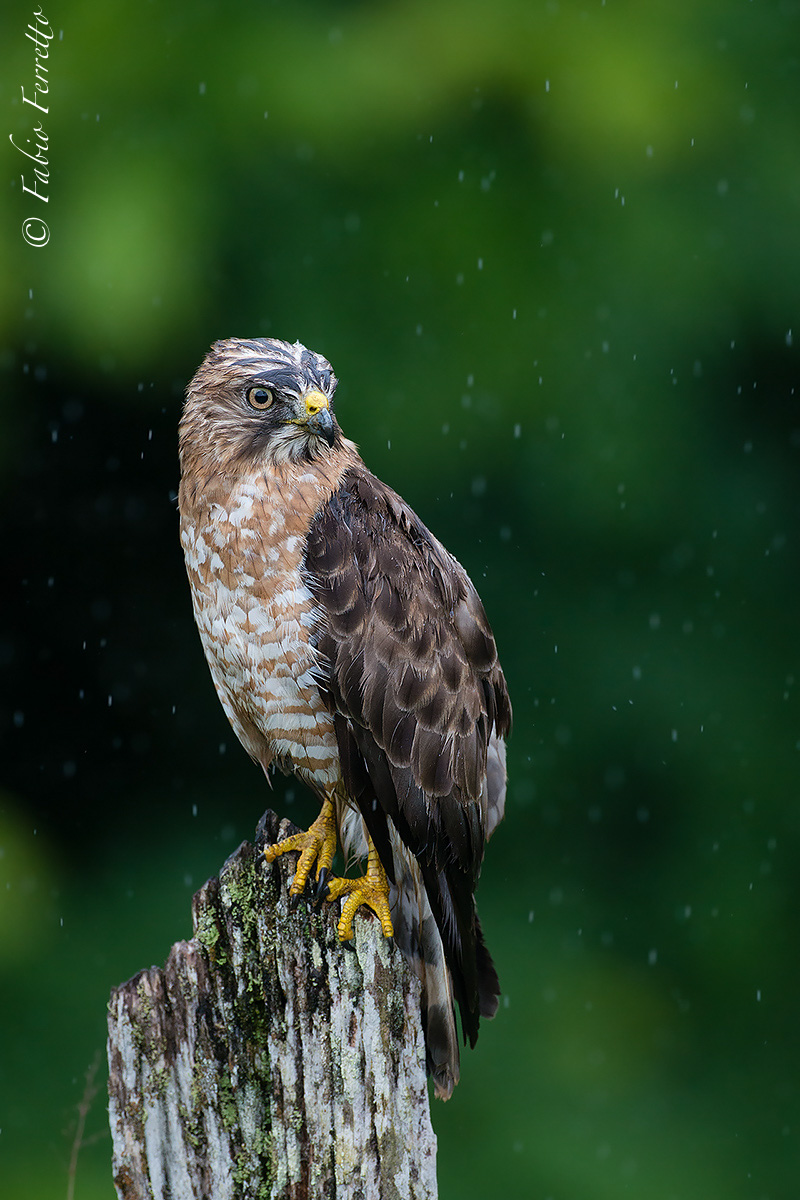 Under the rain...