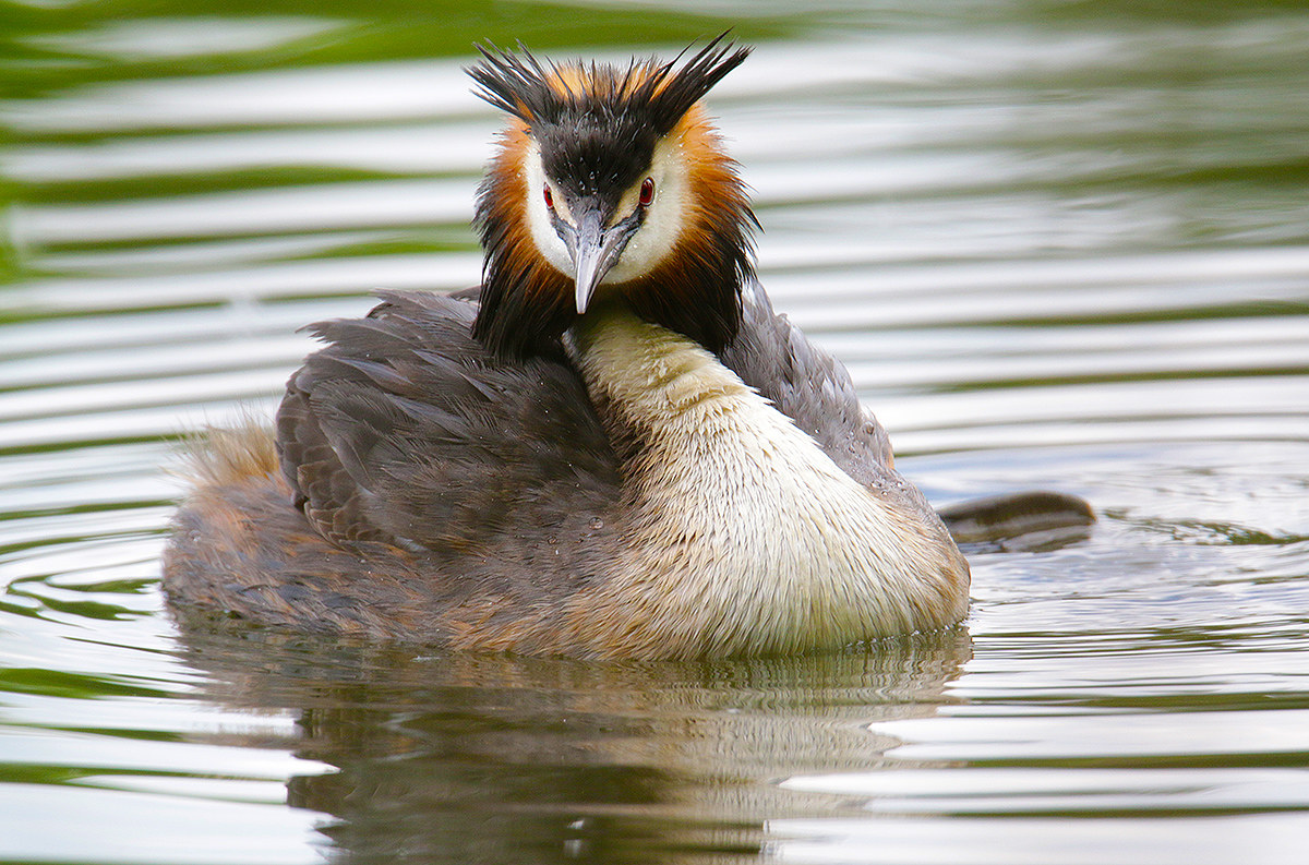 grebe "intense gaze"...