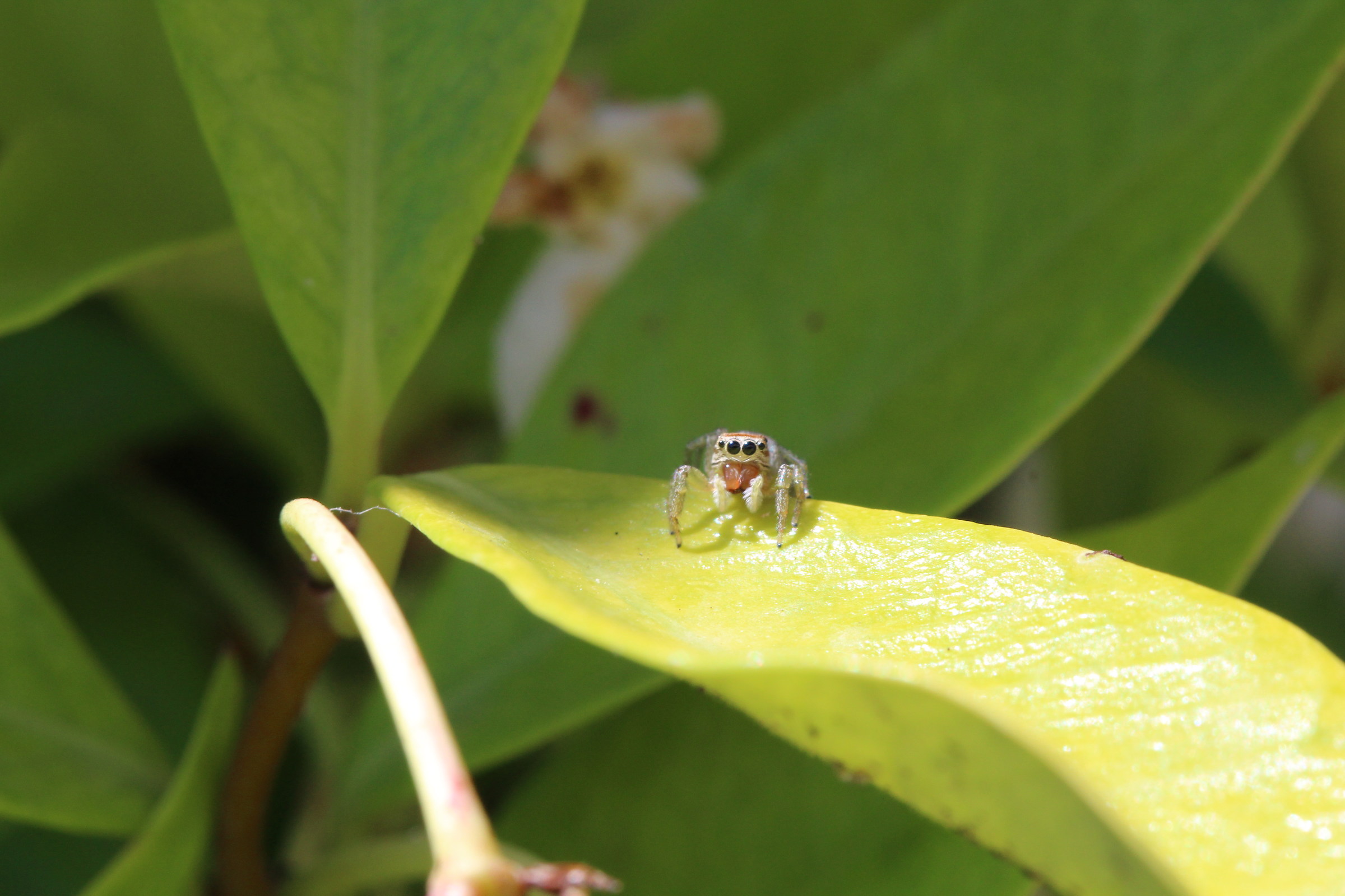 spider posing...