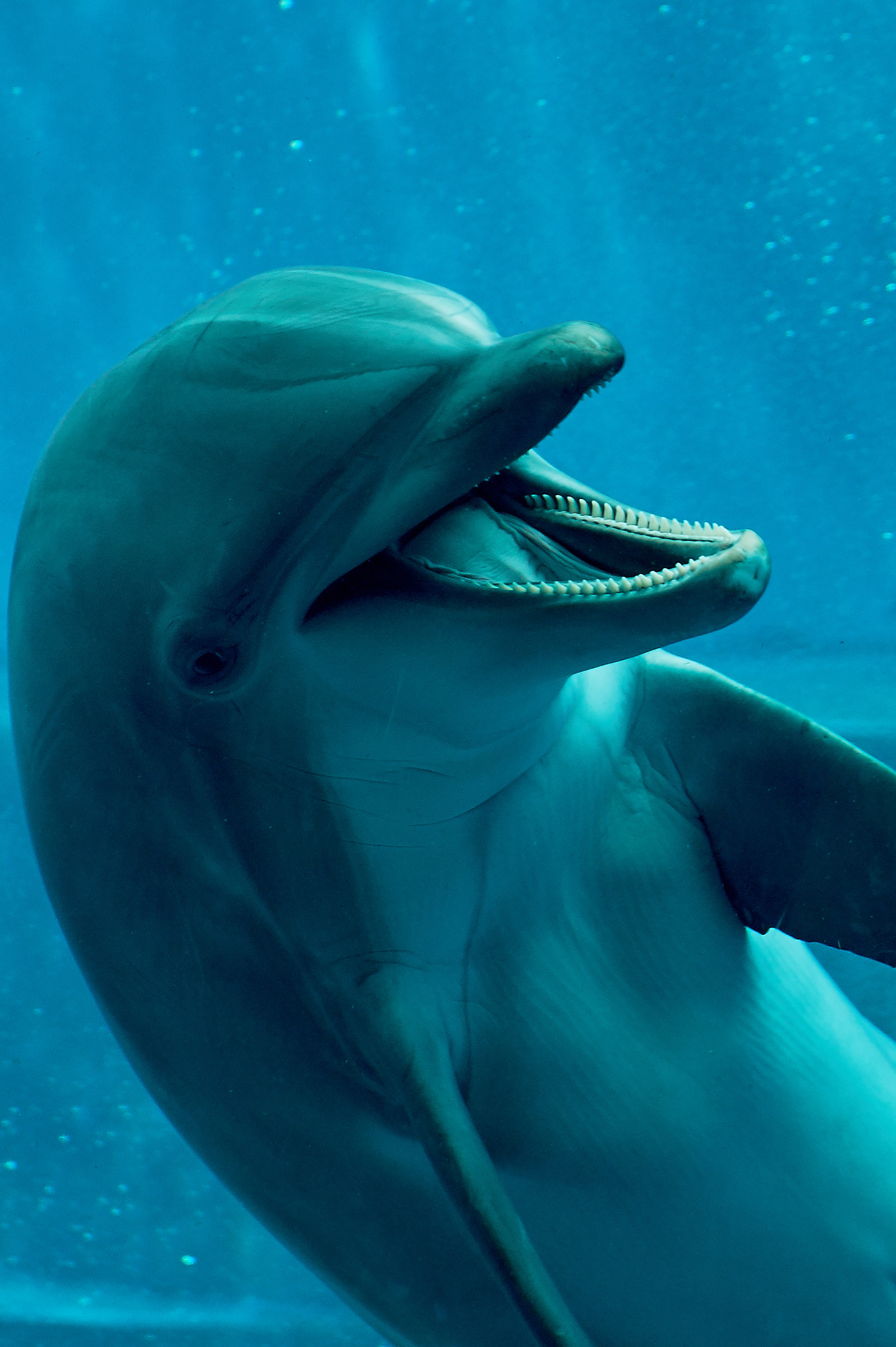 Dolphin......