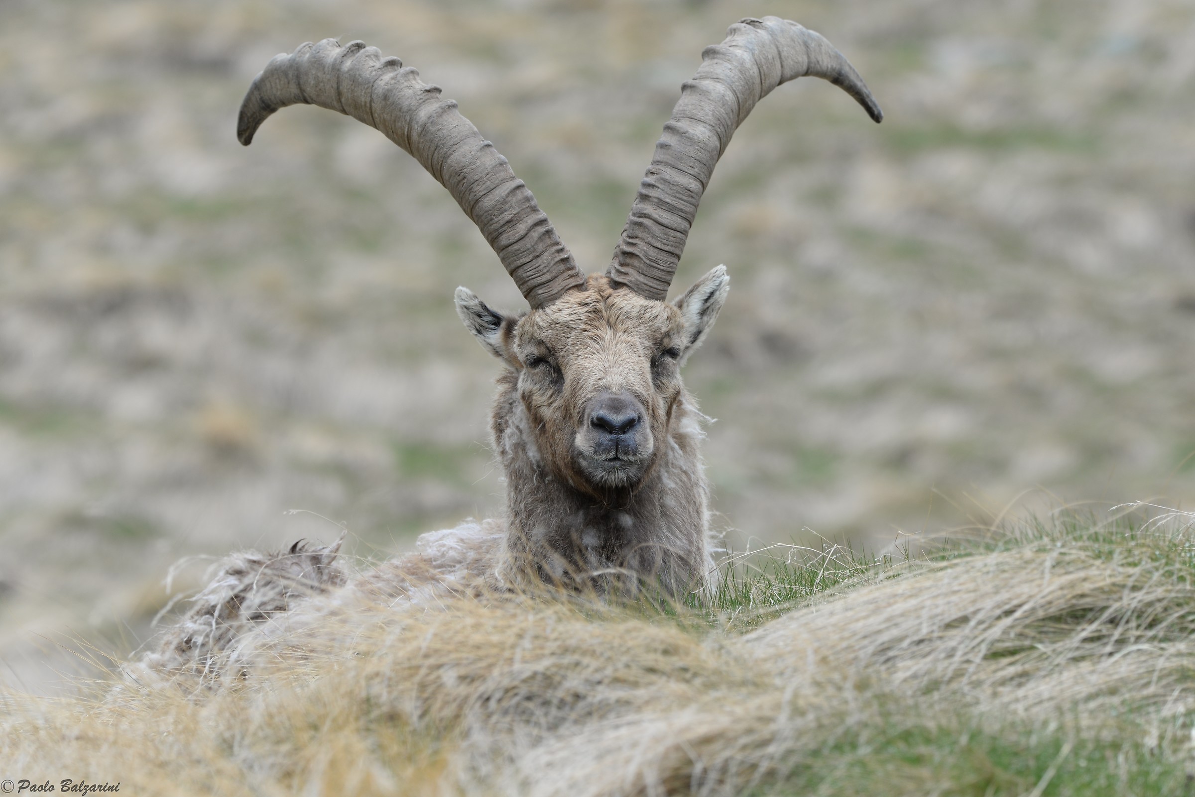 The ibex of the Alps...