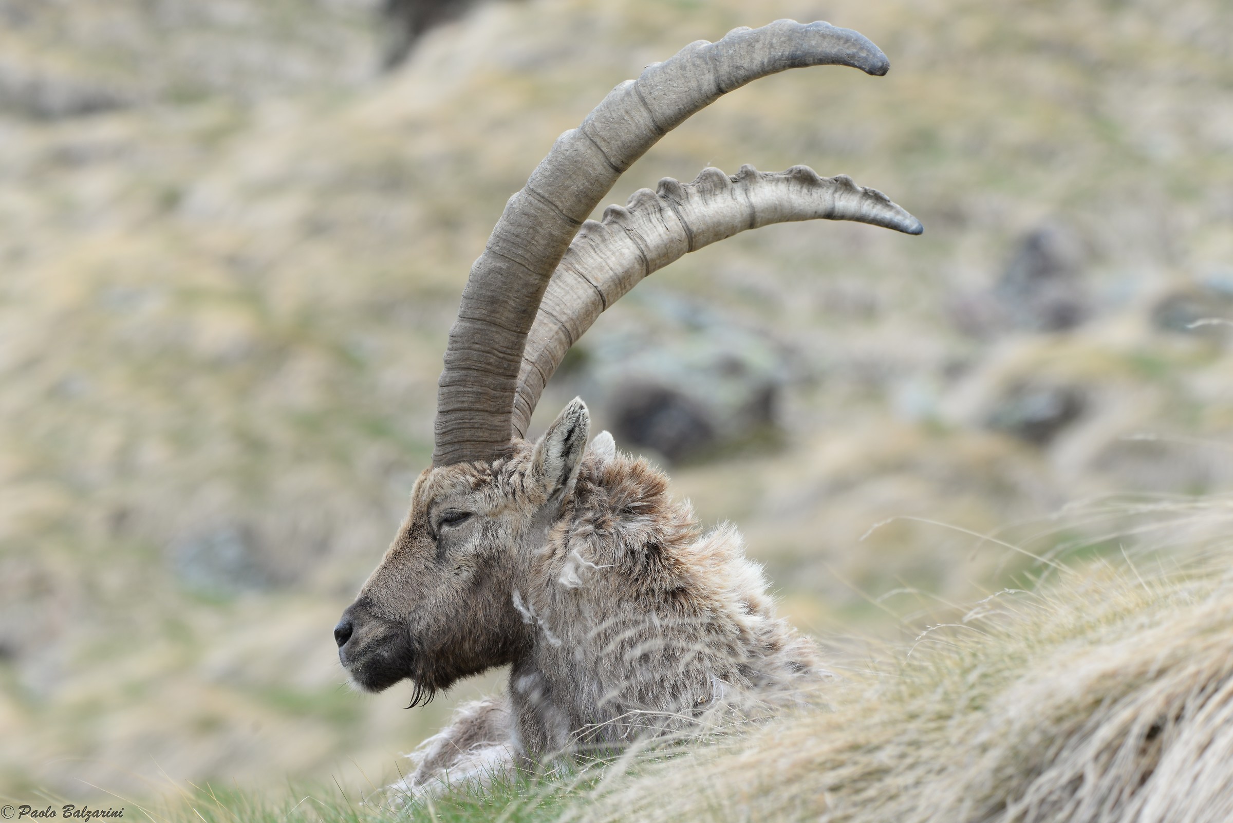 The ibex of the Alps...
