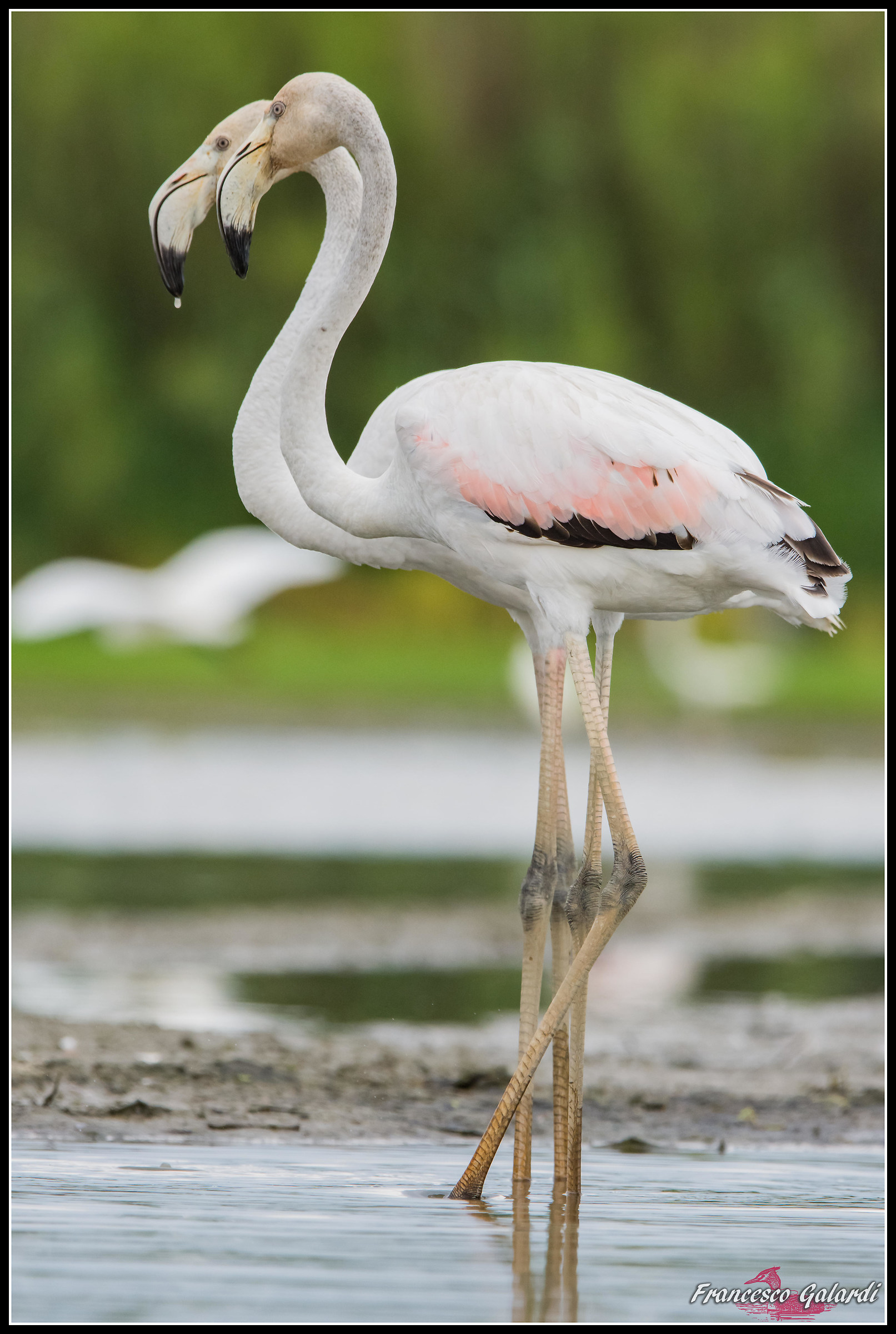 Pink Flamingo - Phoenicopterus roseus...