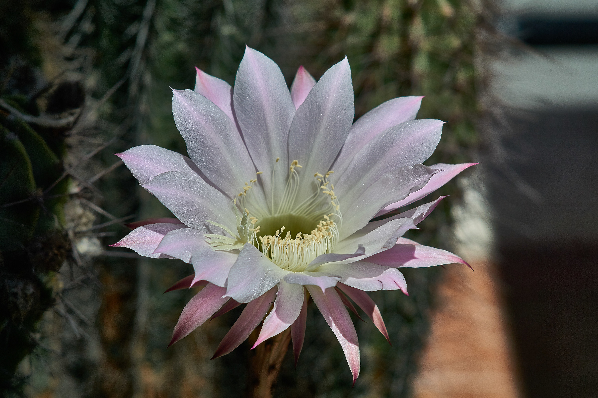 ..fiore di cactus,Jupiter 37am 135/3.5......
