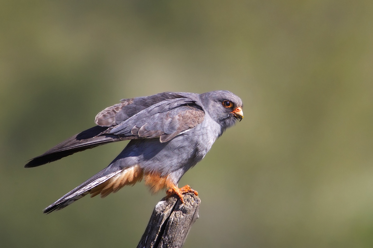 red-footed falcon...