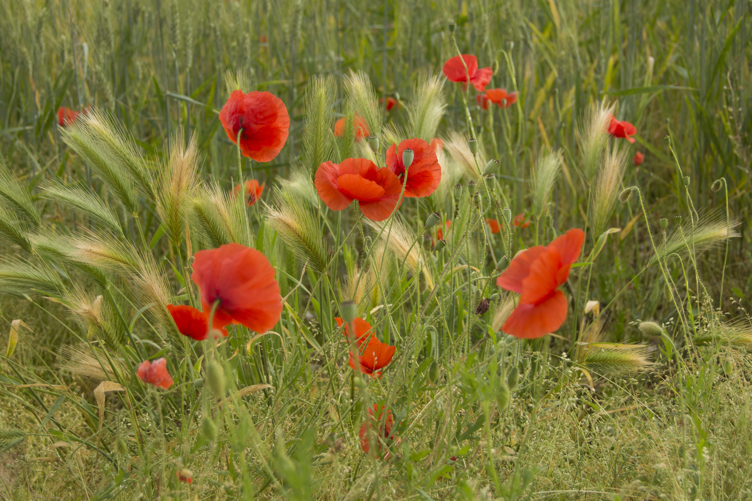 first poppies...