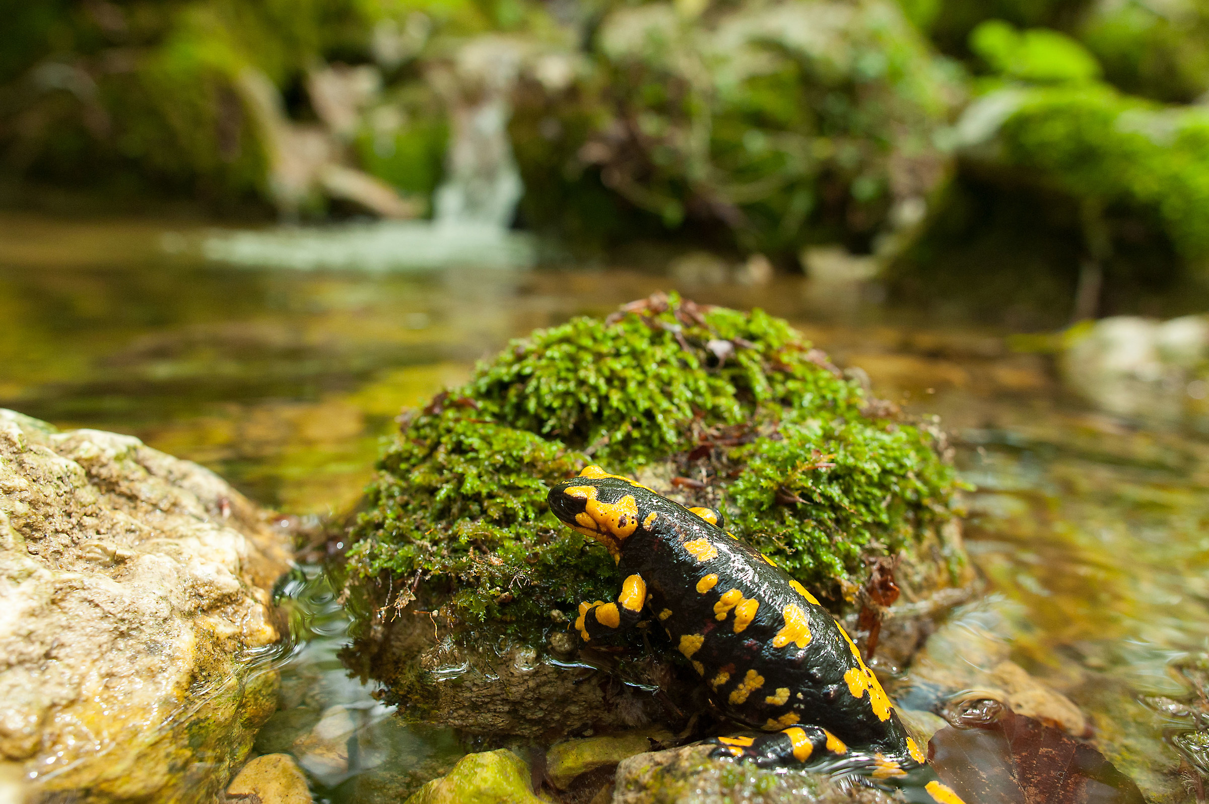 Salamander of Matese Mountains...