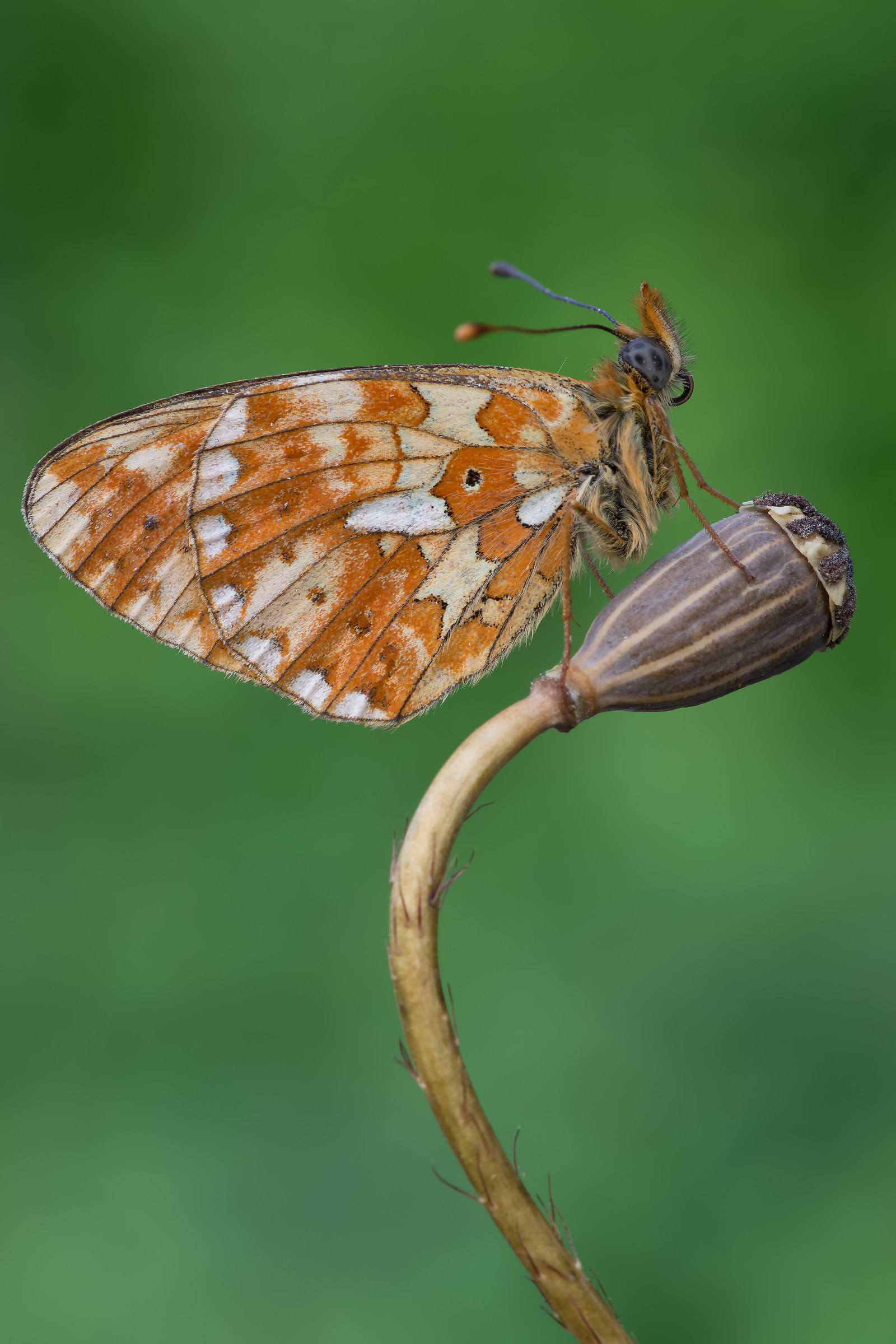 Boloria euphrosyne - Pixel shift...