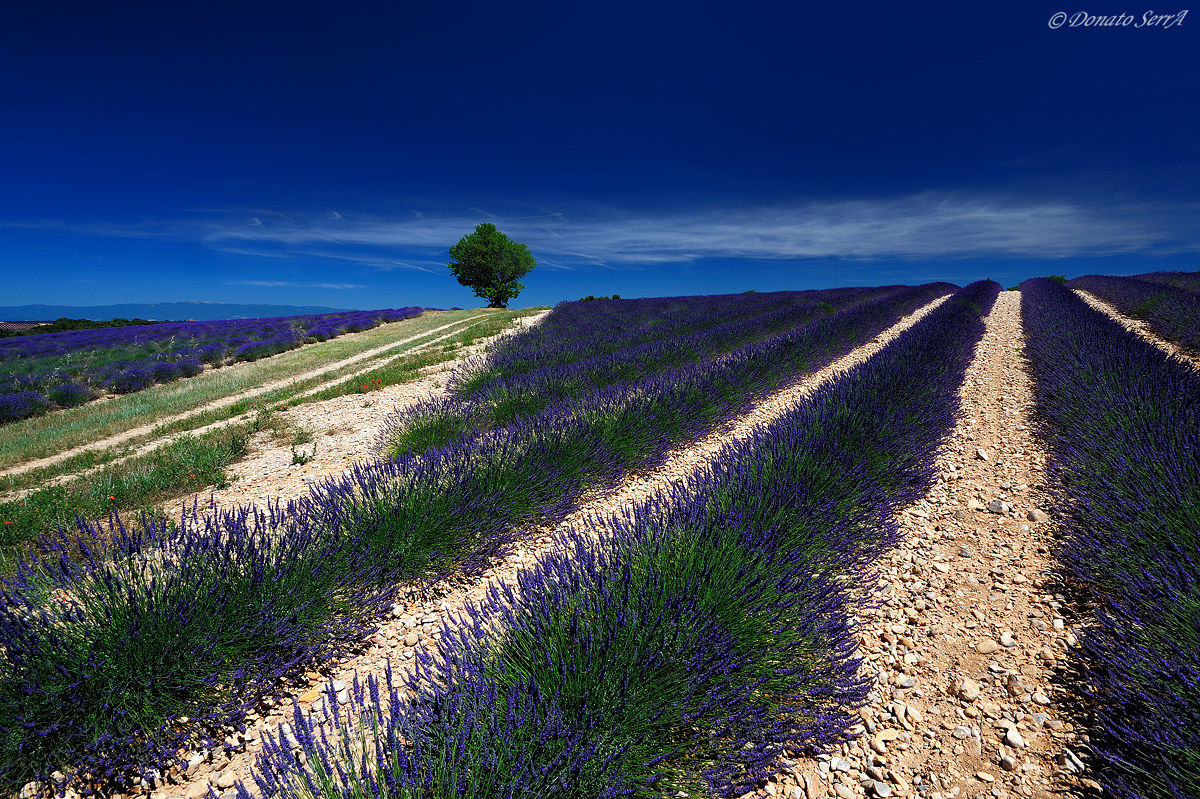Blue Provence 2...