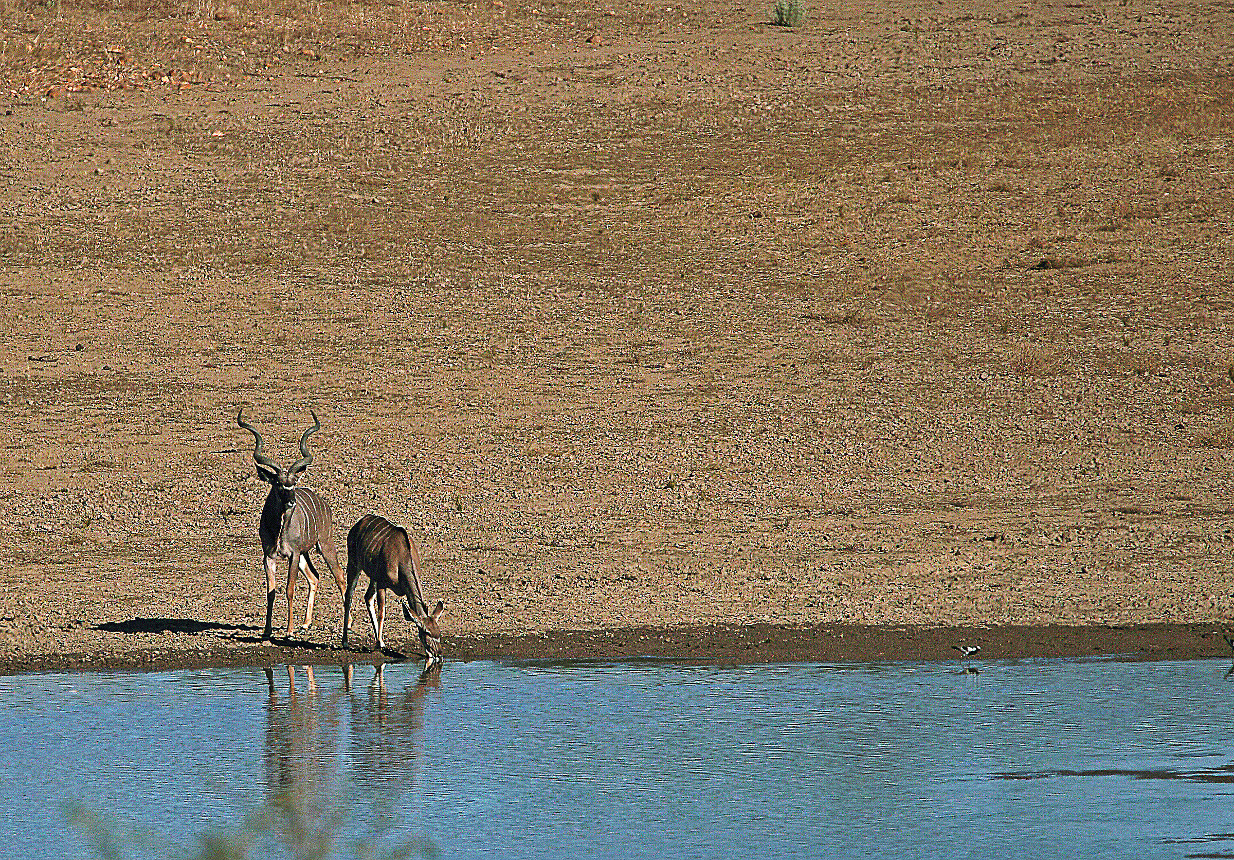 Kudu male and female...