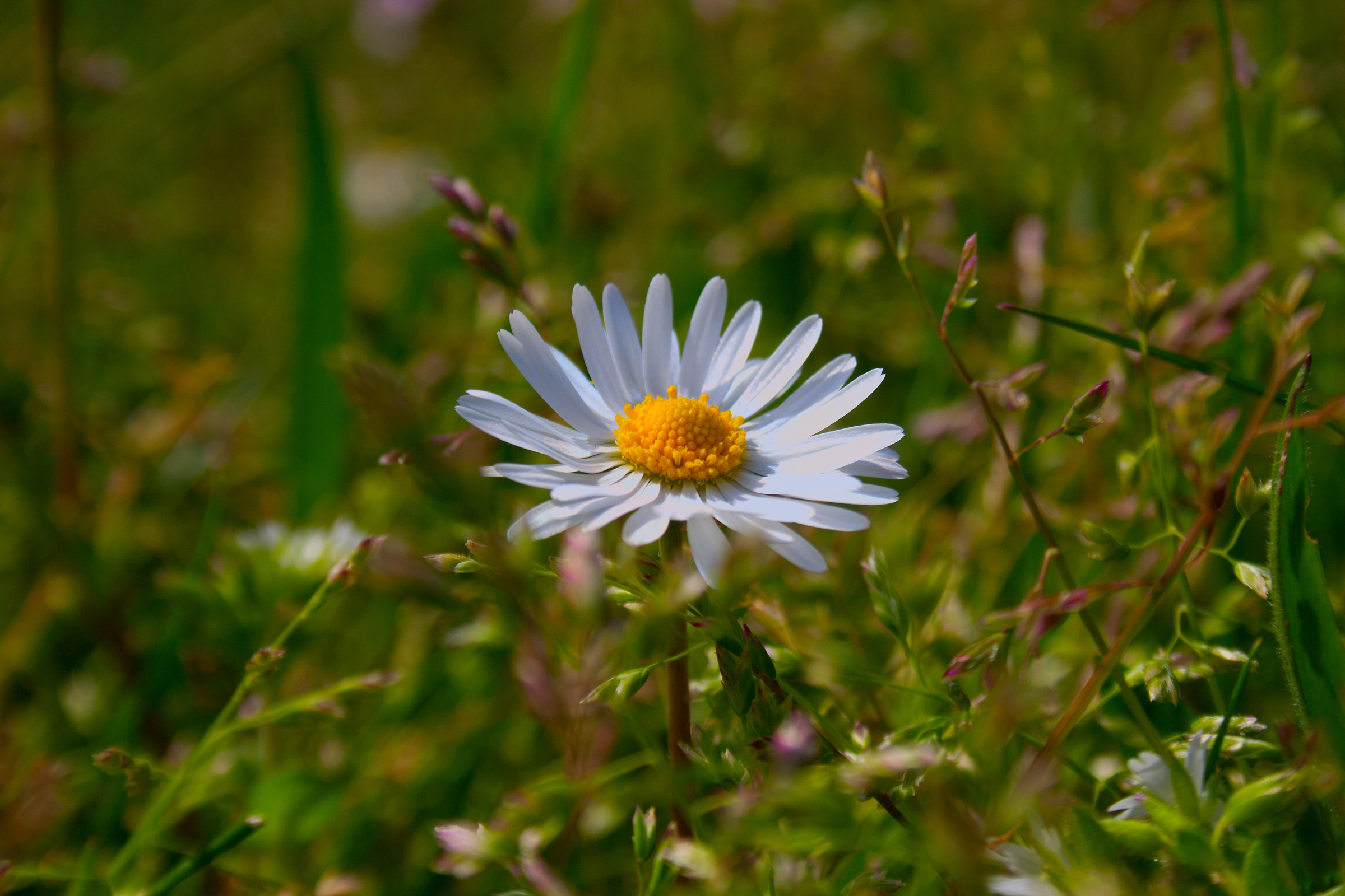 fiore di primavera...