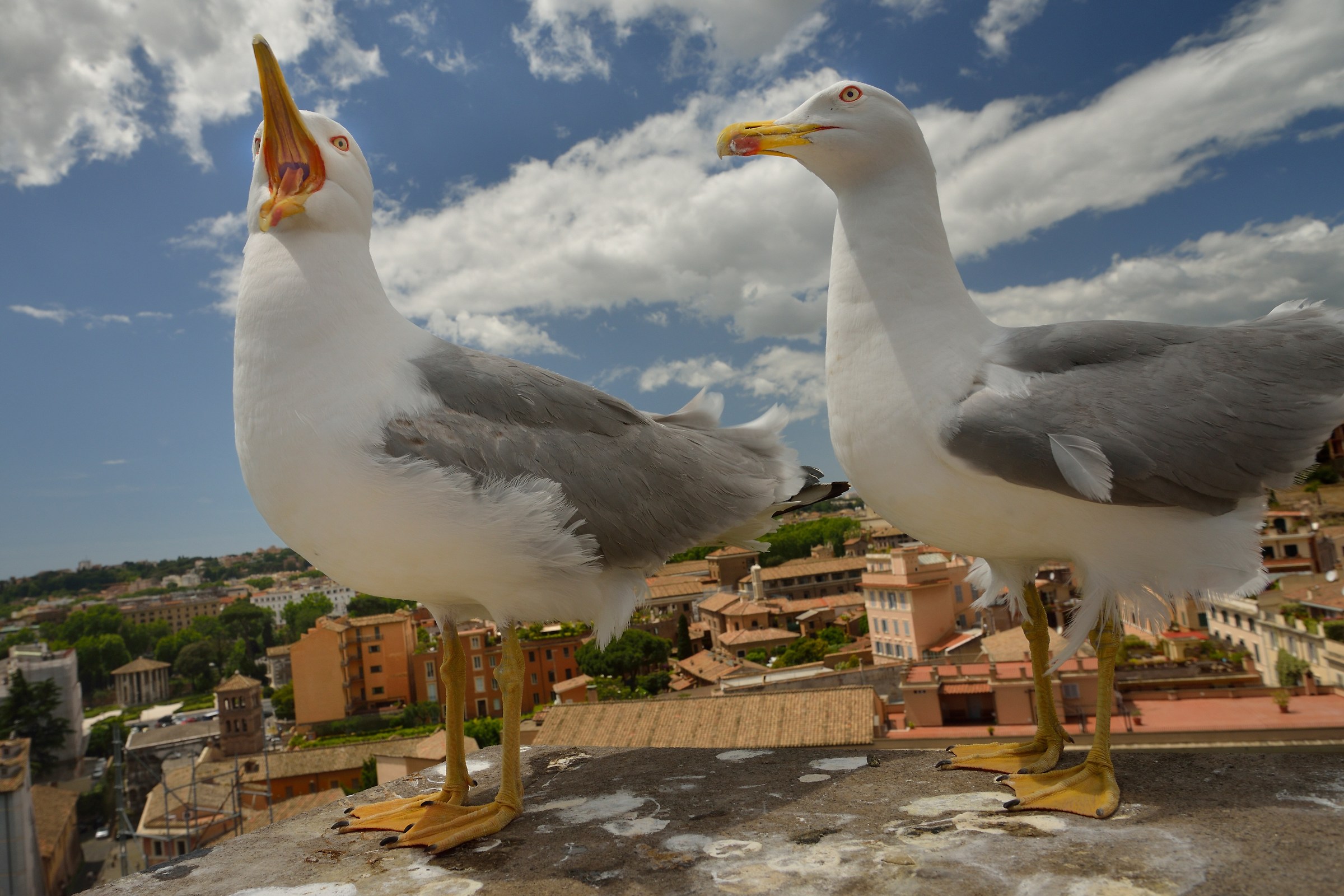 Gulls in Rome...