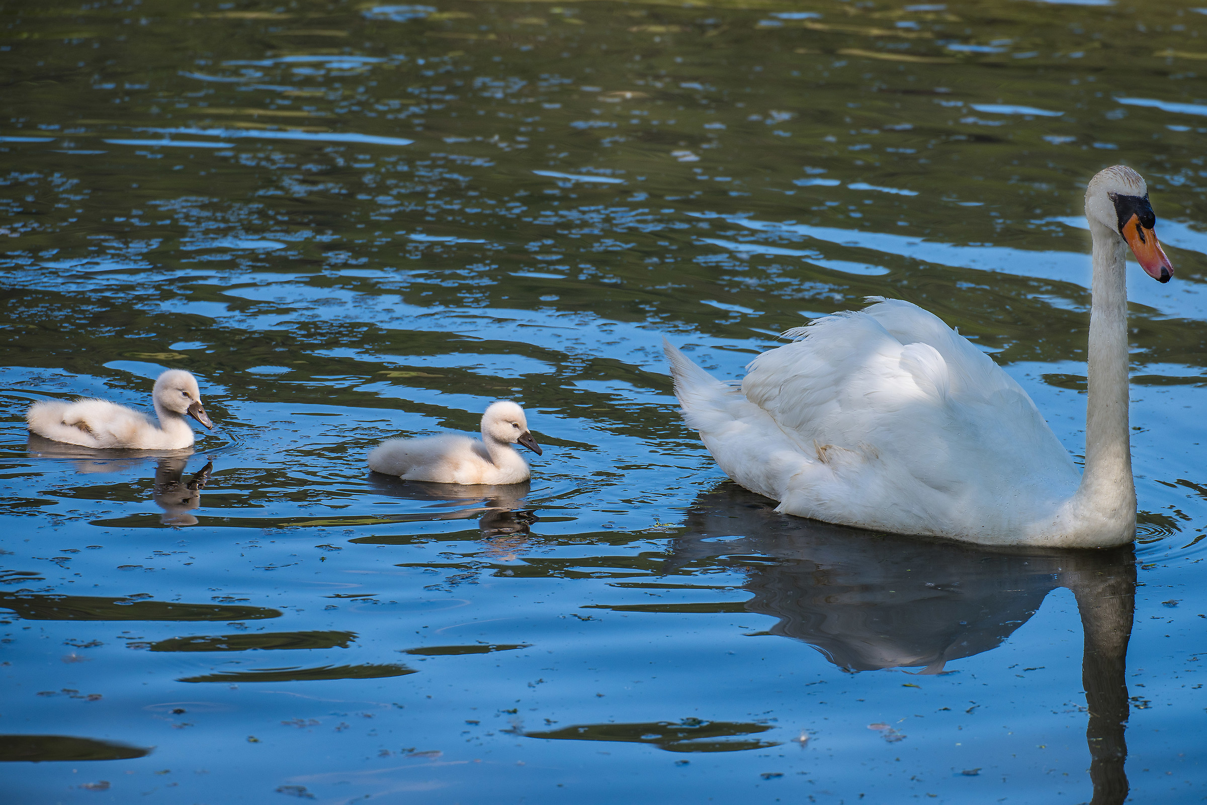 Swan at the San Giorgio pond...