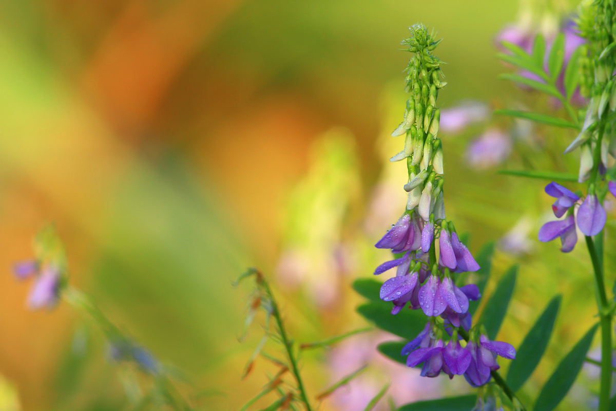 Fiori di campo...