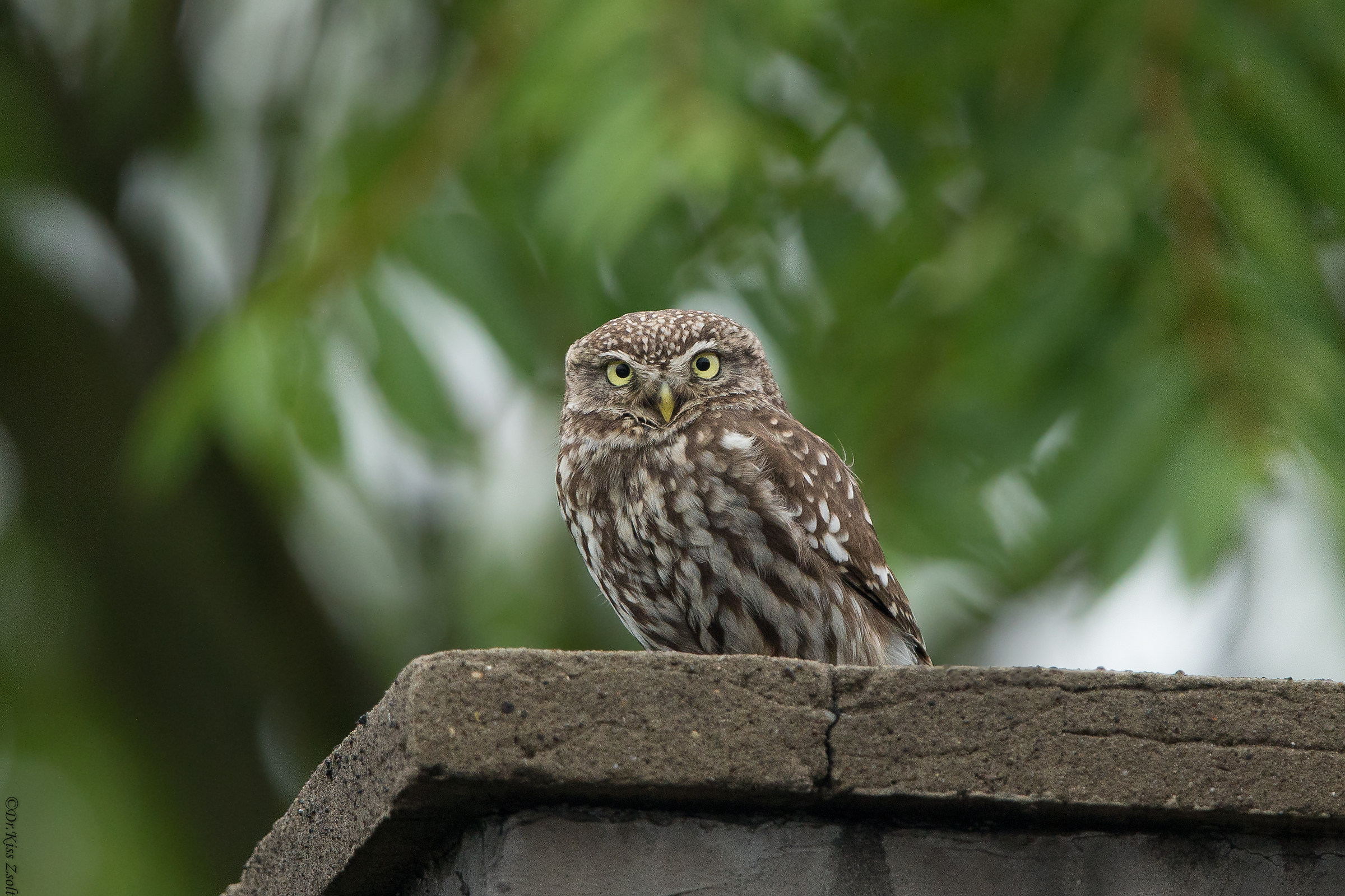 Little owl...