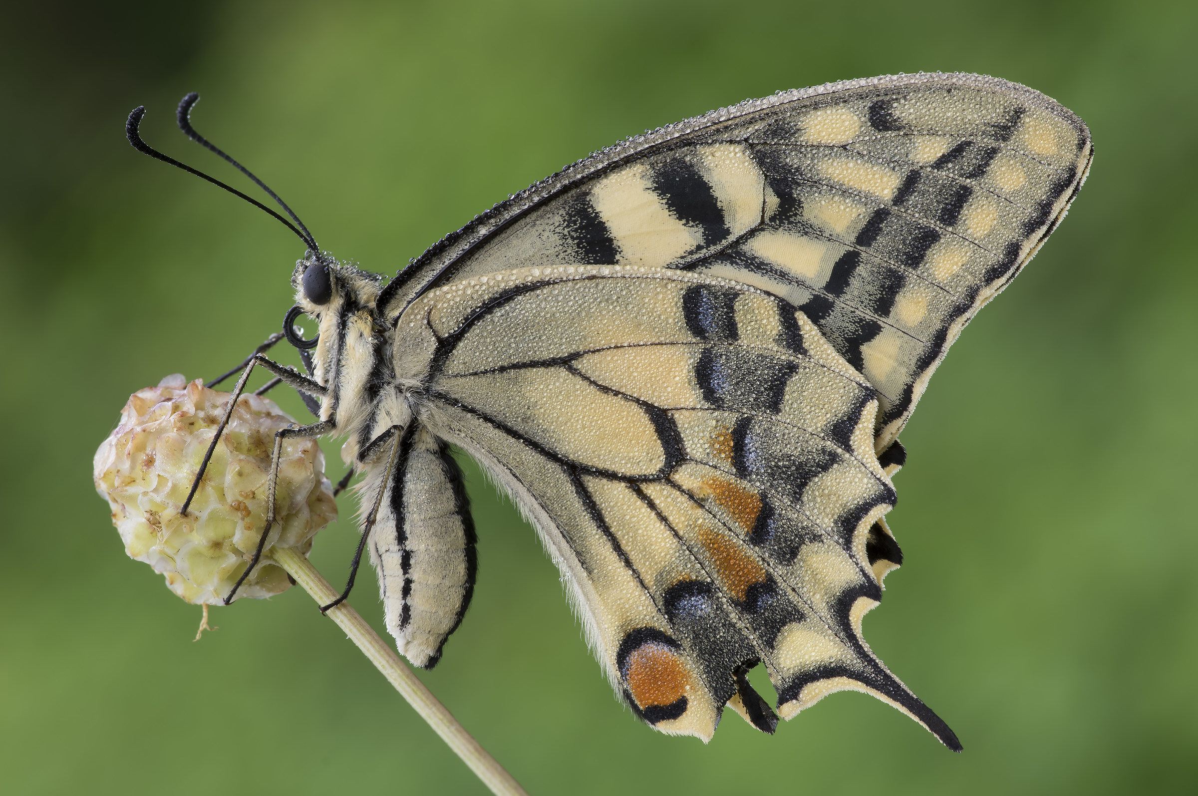 Papilio machaon on flower...