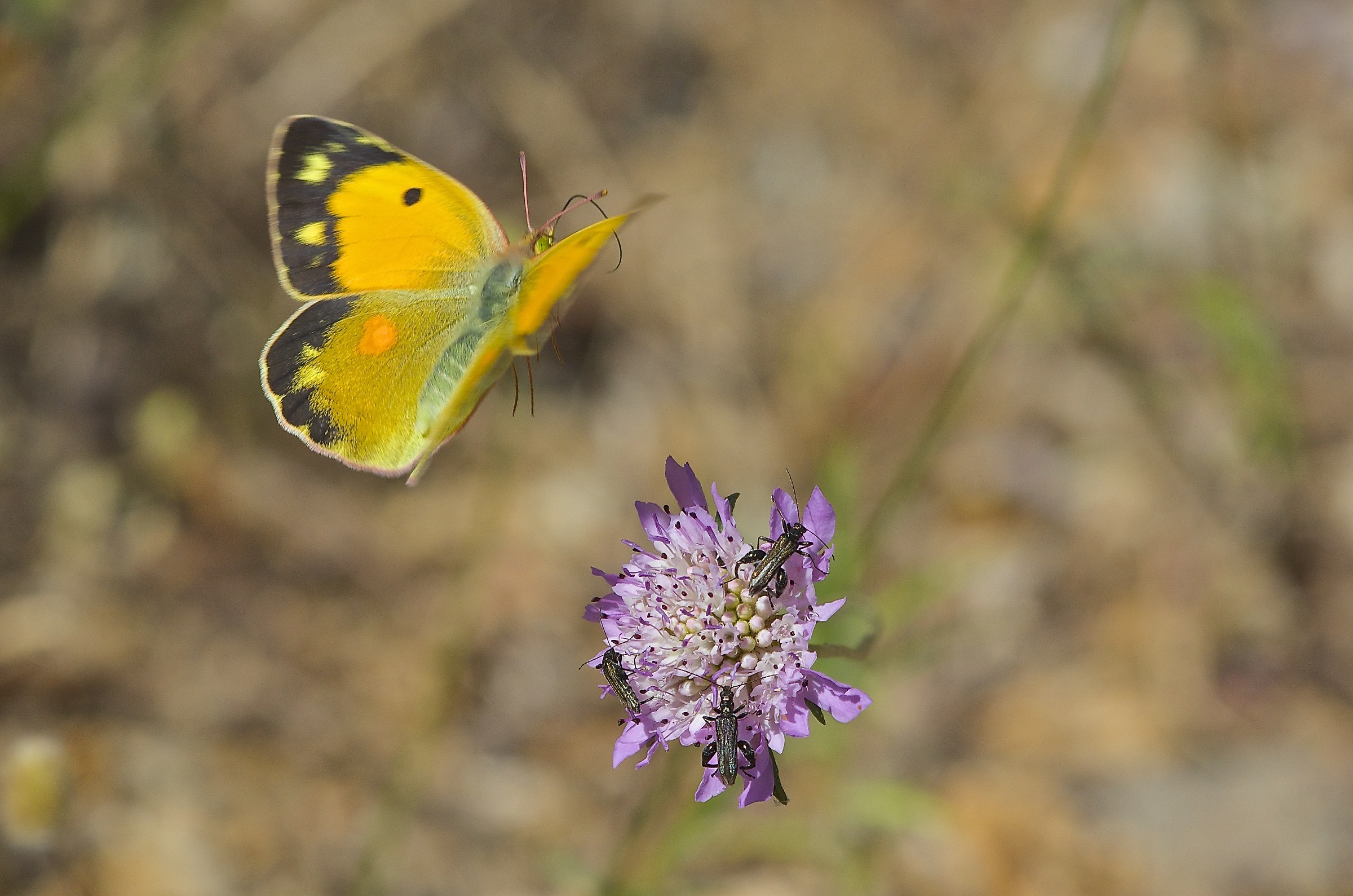 Colias in volo...