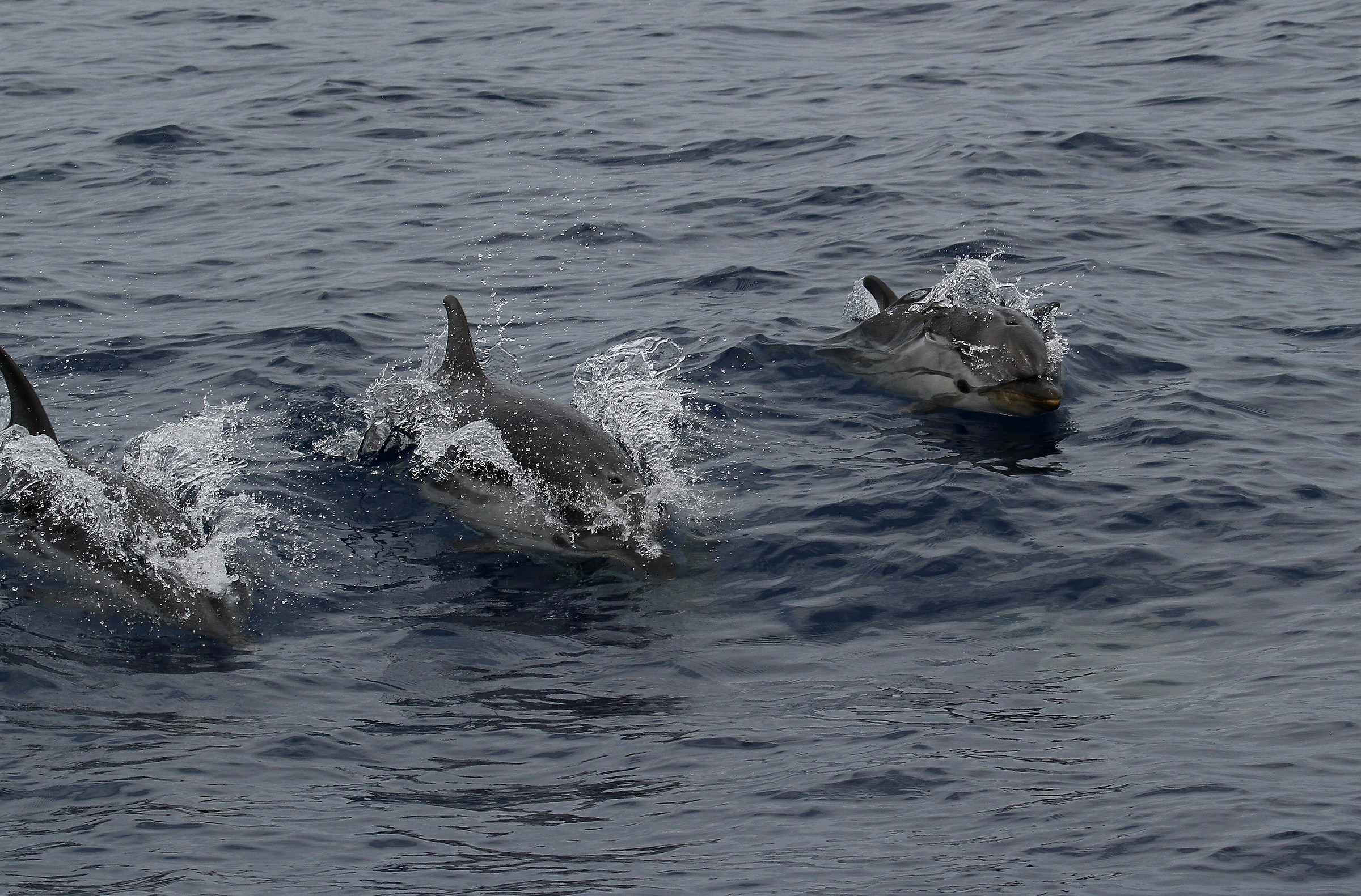 Striped dolphins in the company...