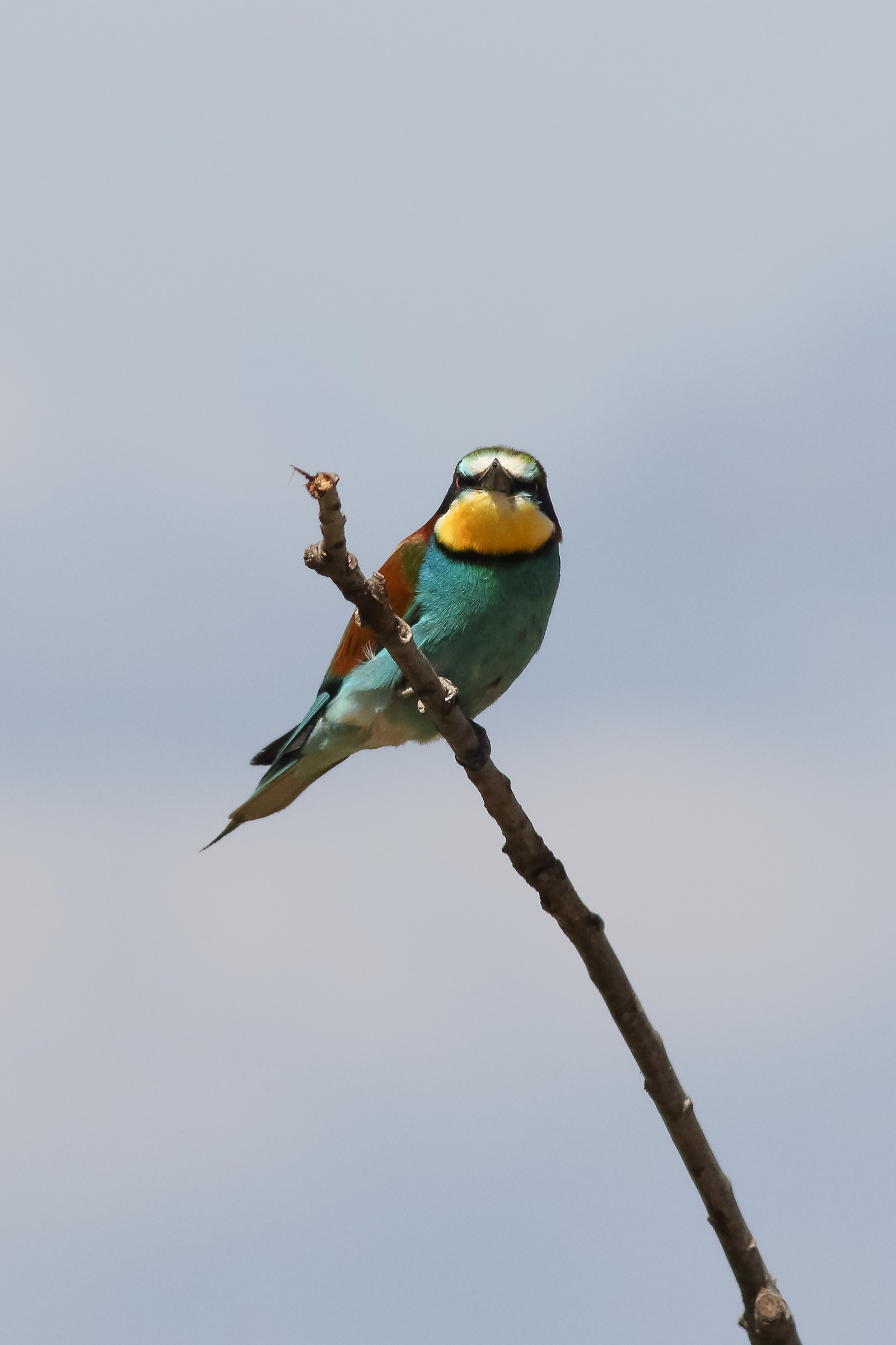 Bee-eater from the bottom...