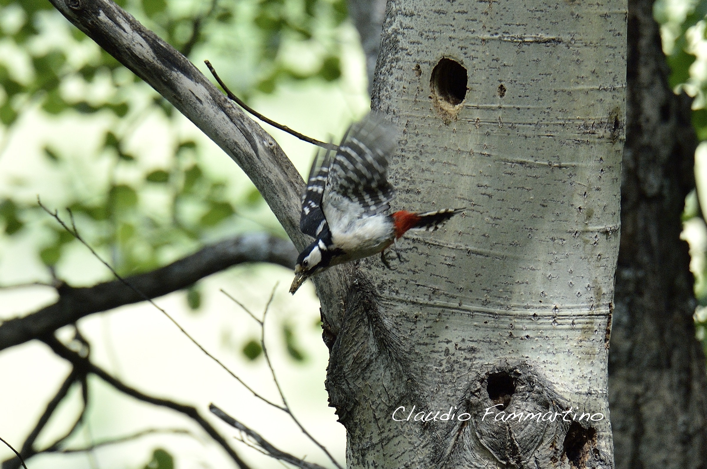 woodpecker...