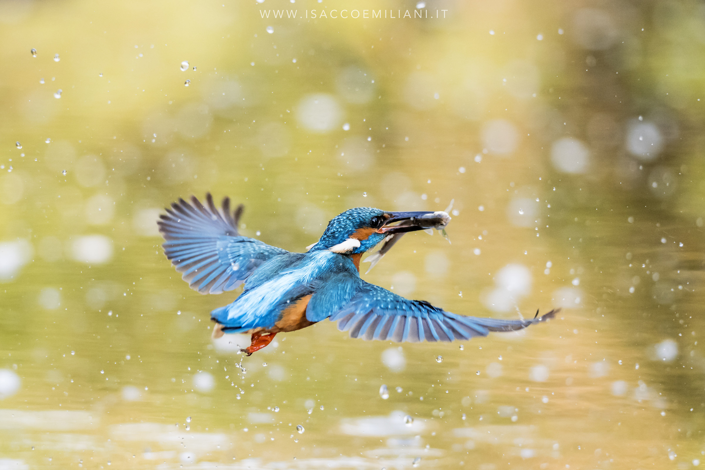 a snack on the fly .. Kingfisher male - Alcedo atthis...