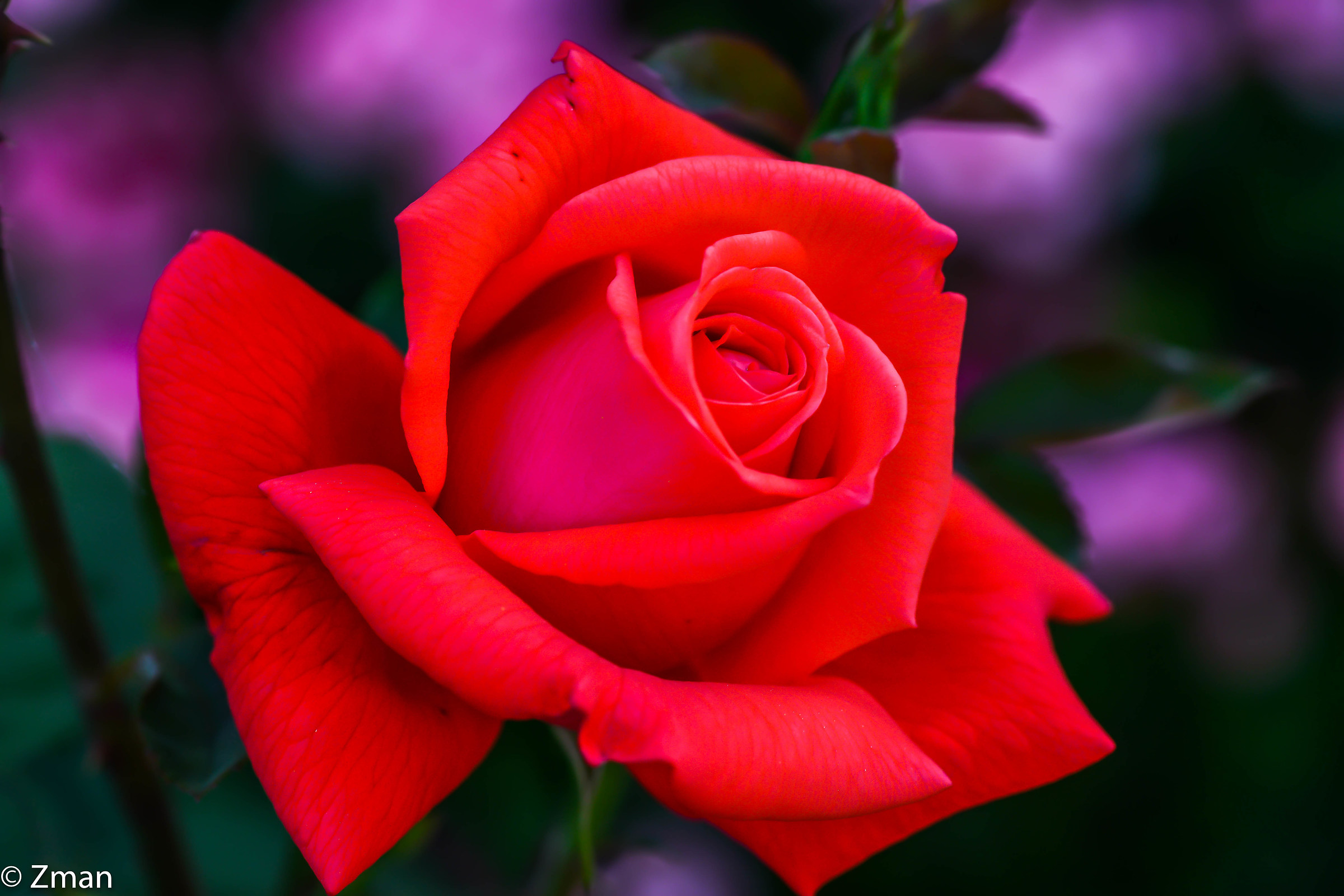 Rosa rossa...