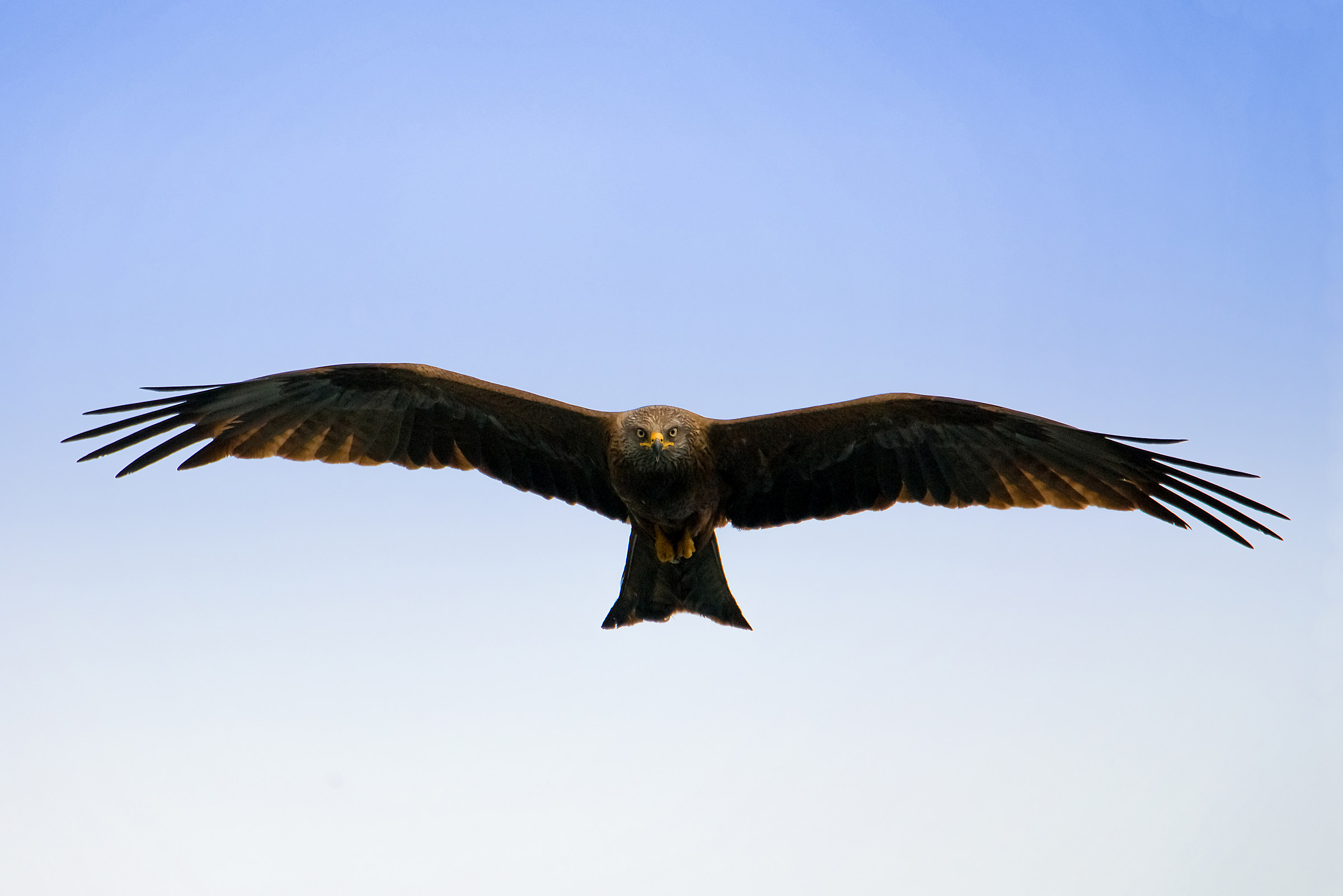 Black Kite...