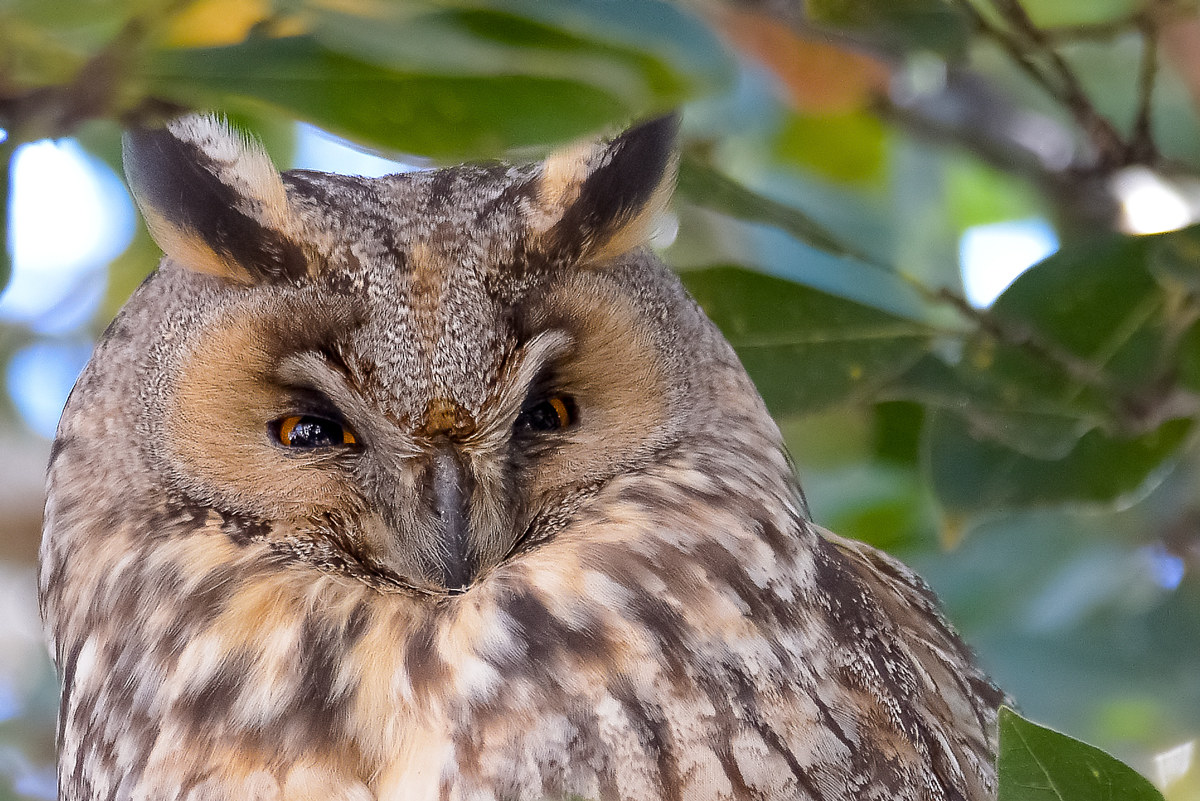 screech owl...
