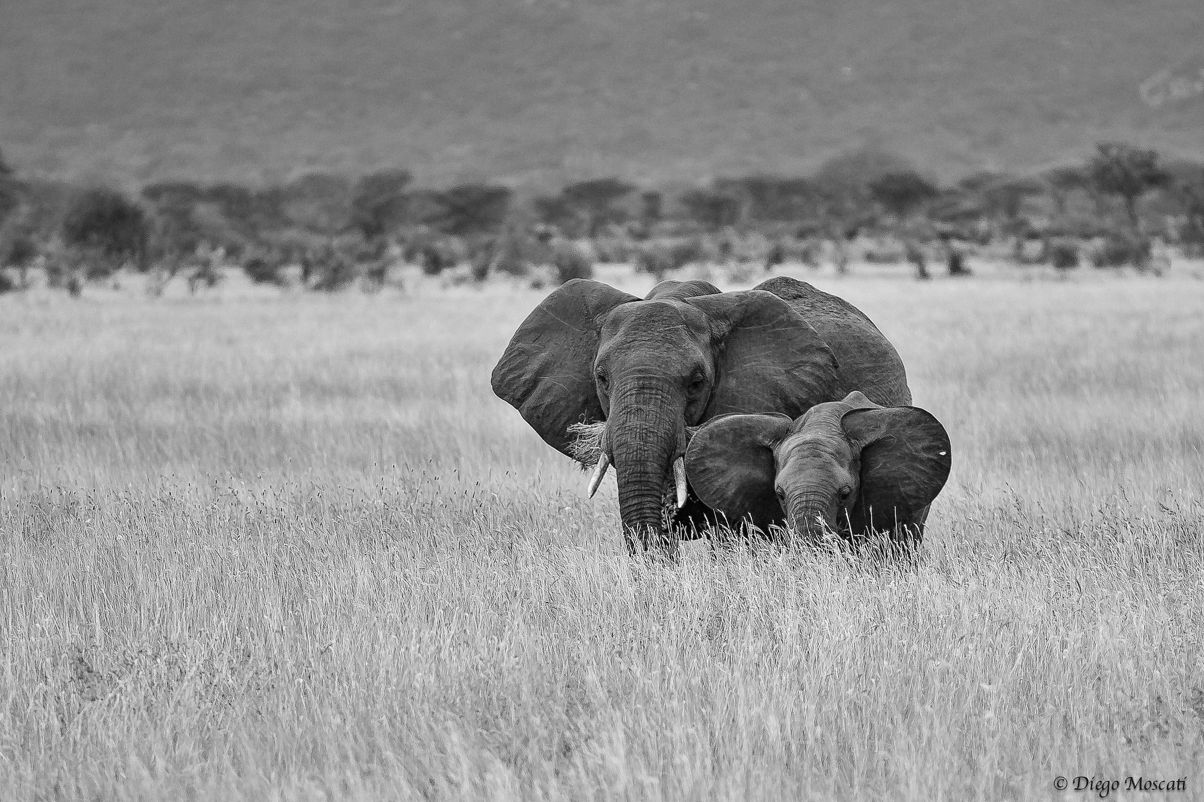 Elephants in the savannah - mom and son...