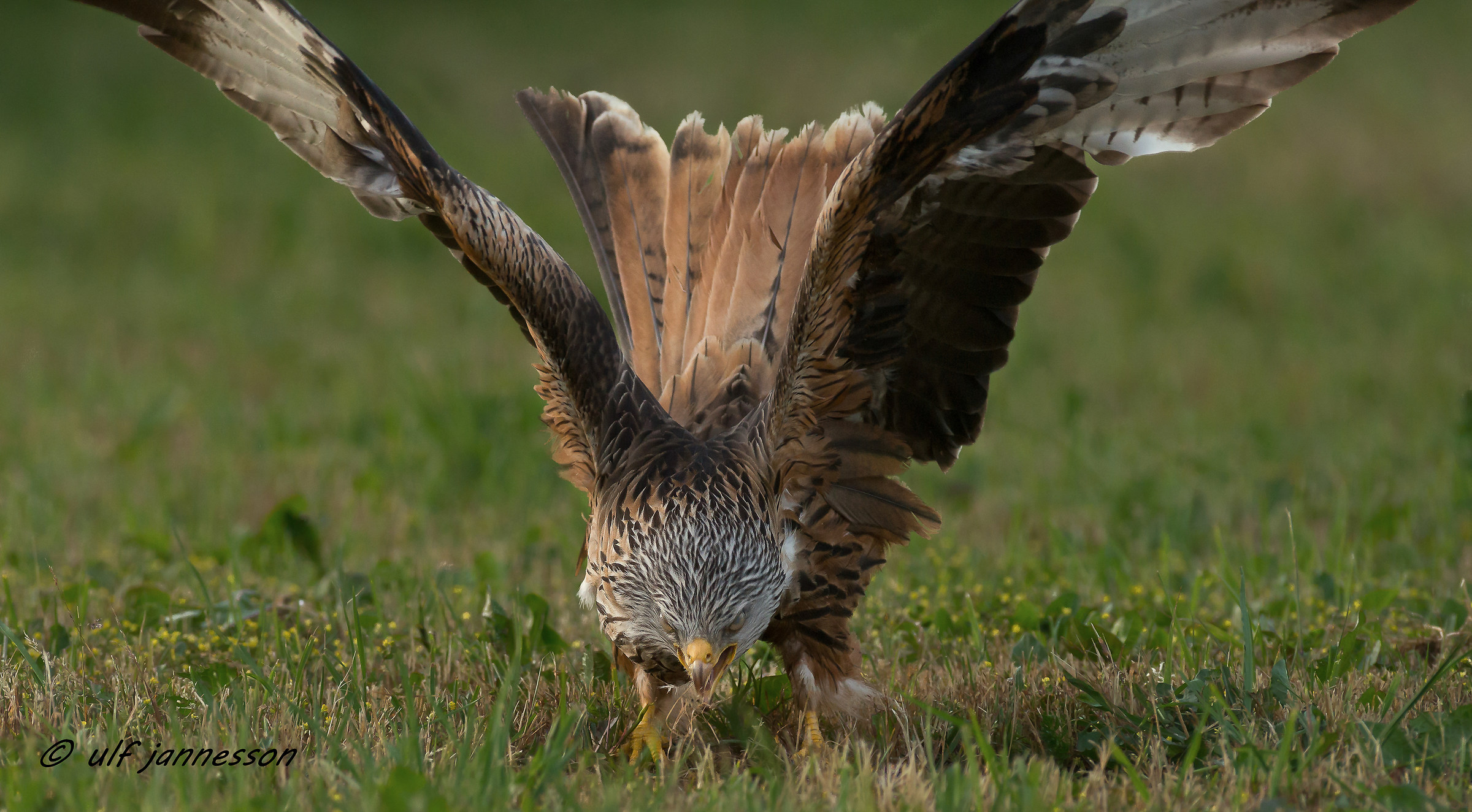 Red Kite this is my...