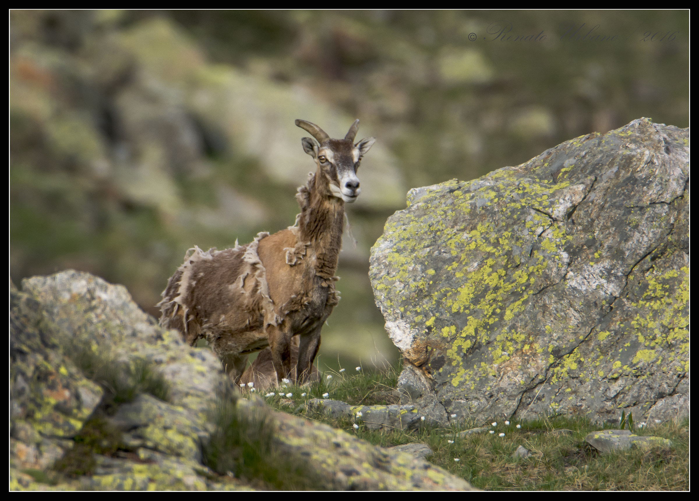 Female mouflon during the change of coat...