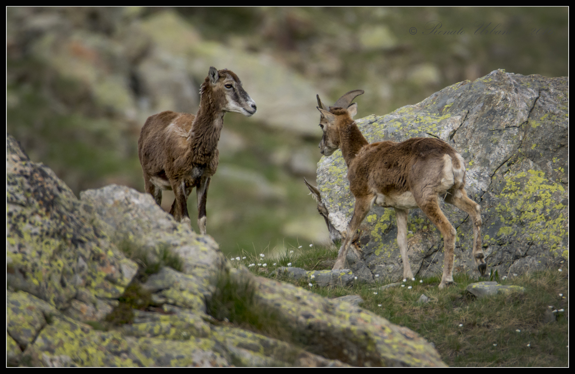 Female mouflon with small...