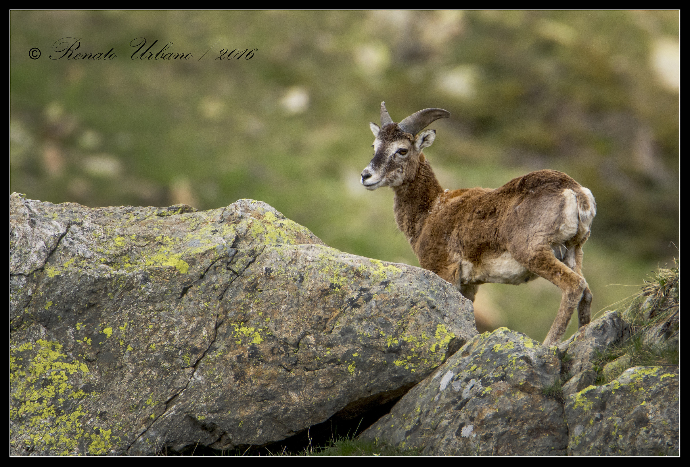 Meeting between the rocks - mouflon...