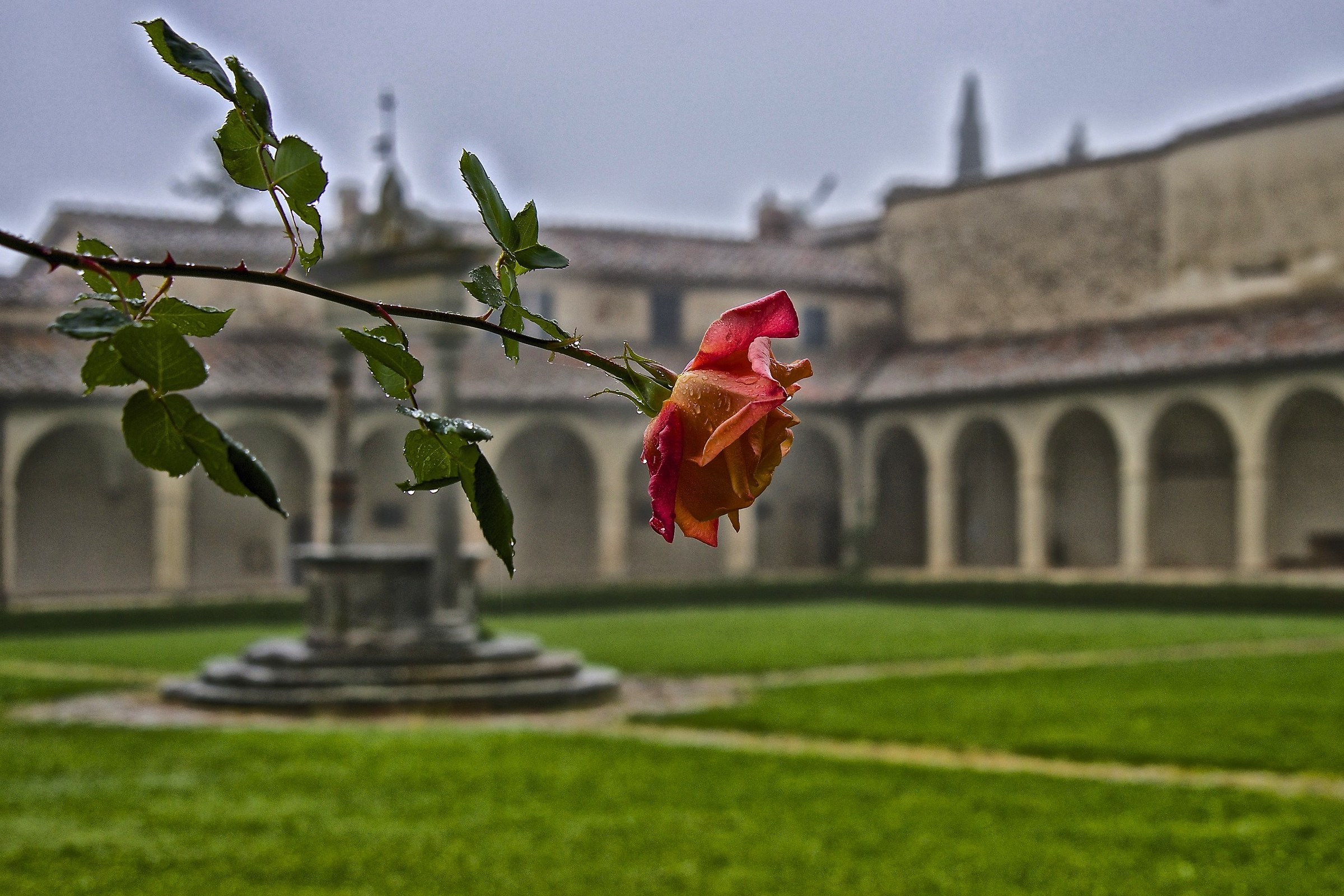 Rose in the cloister...