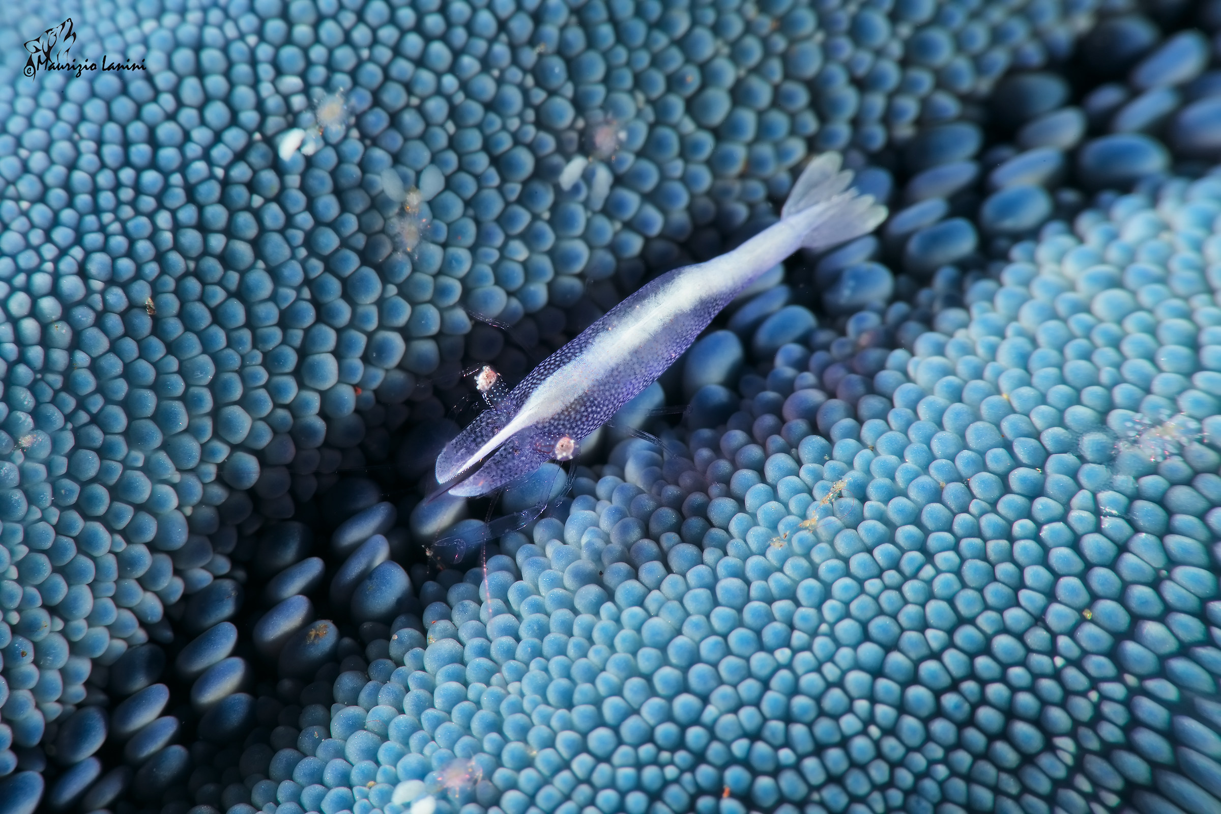Shrimp simbione Starfish (HD)...