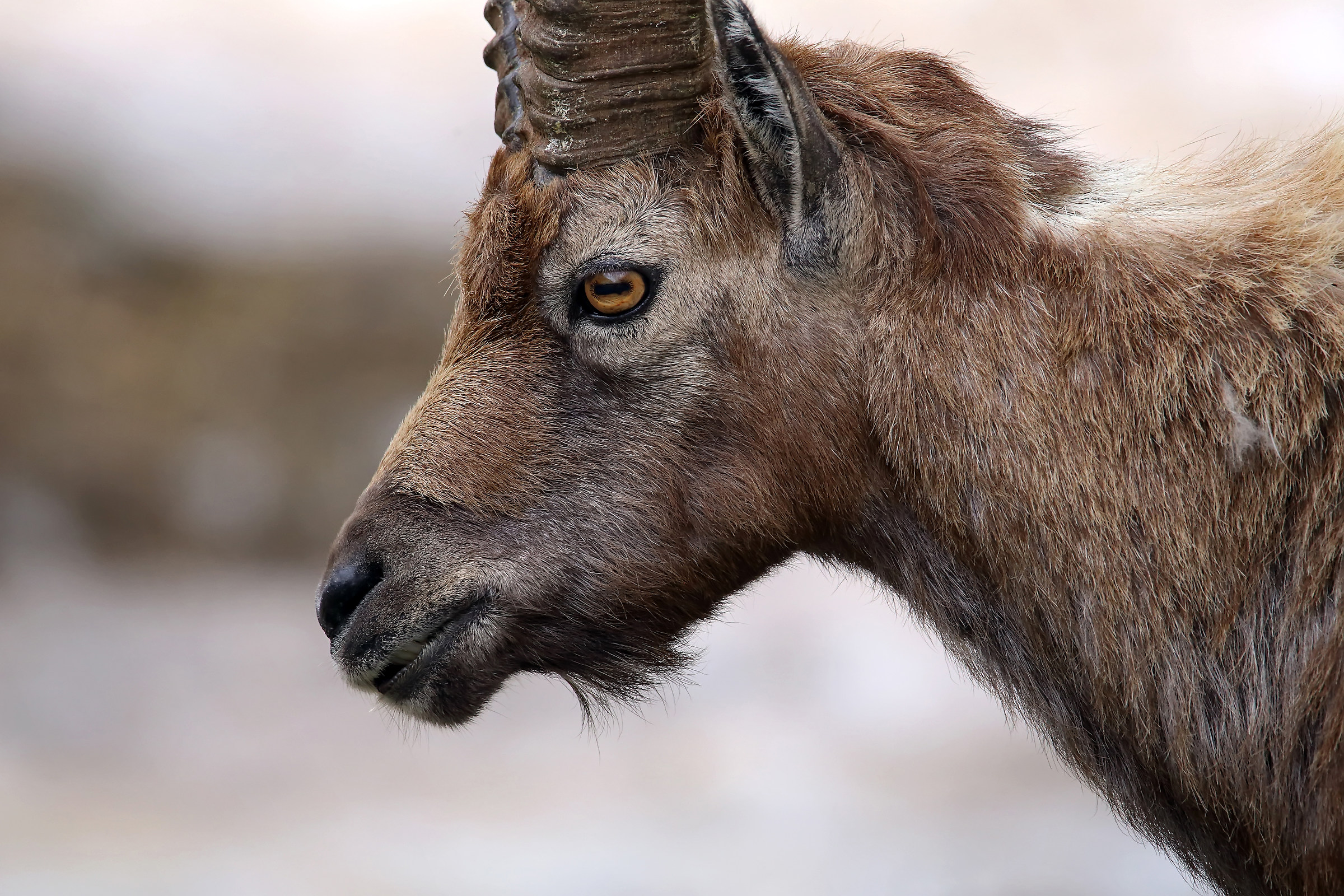 Portrait of ibex...