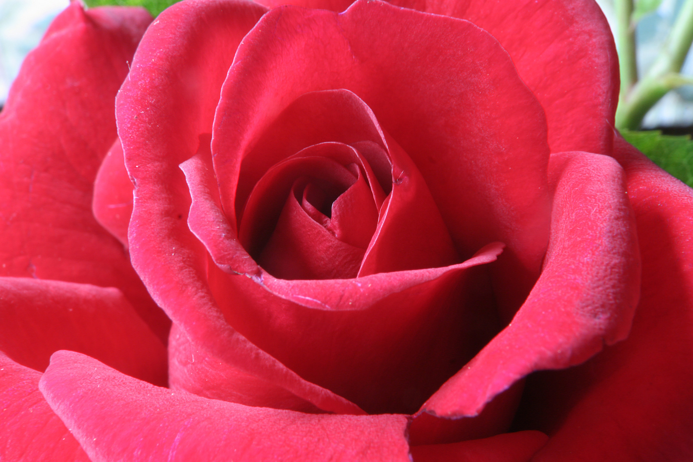 Red rose...
