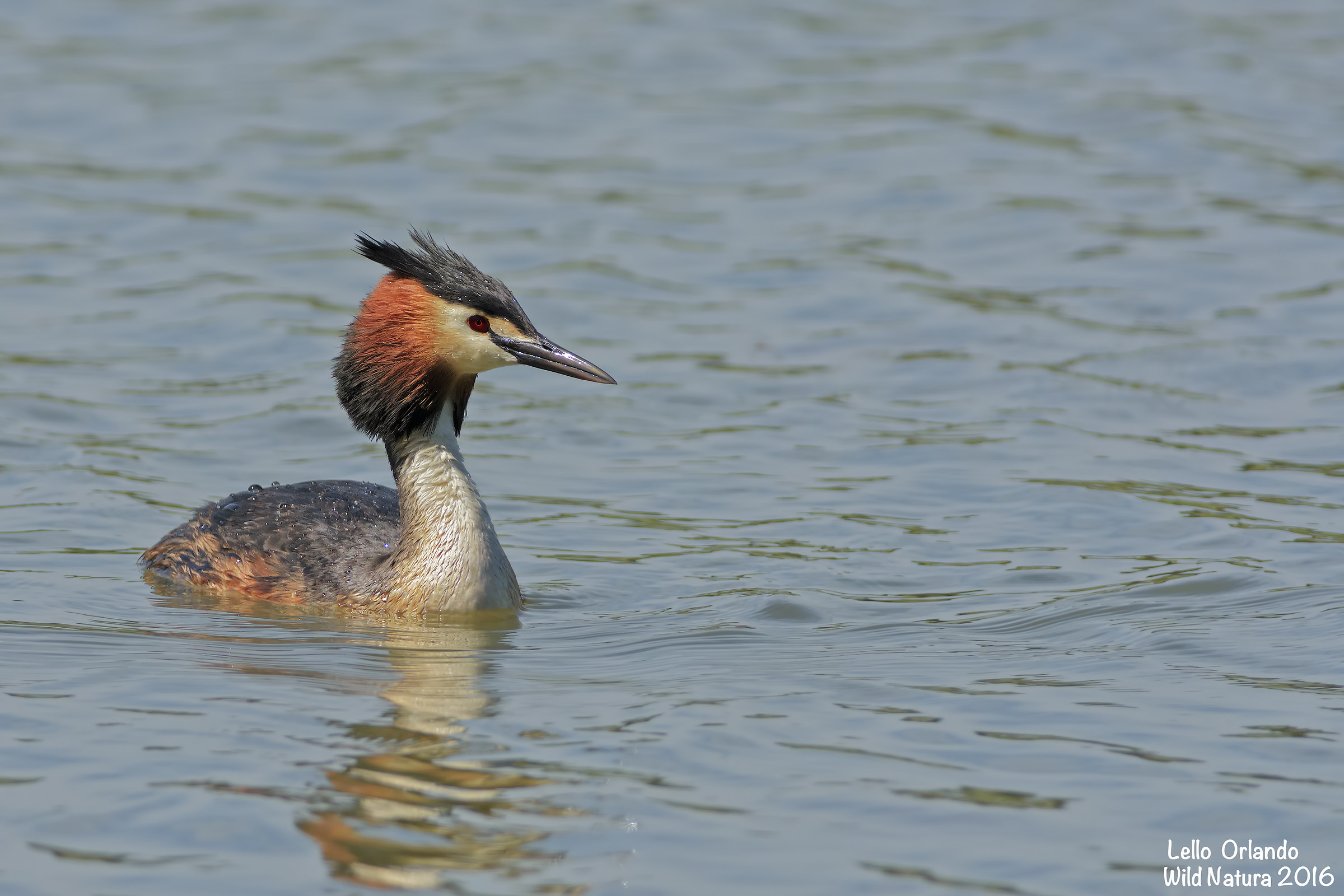 Great Crested Grebe!...