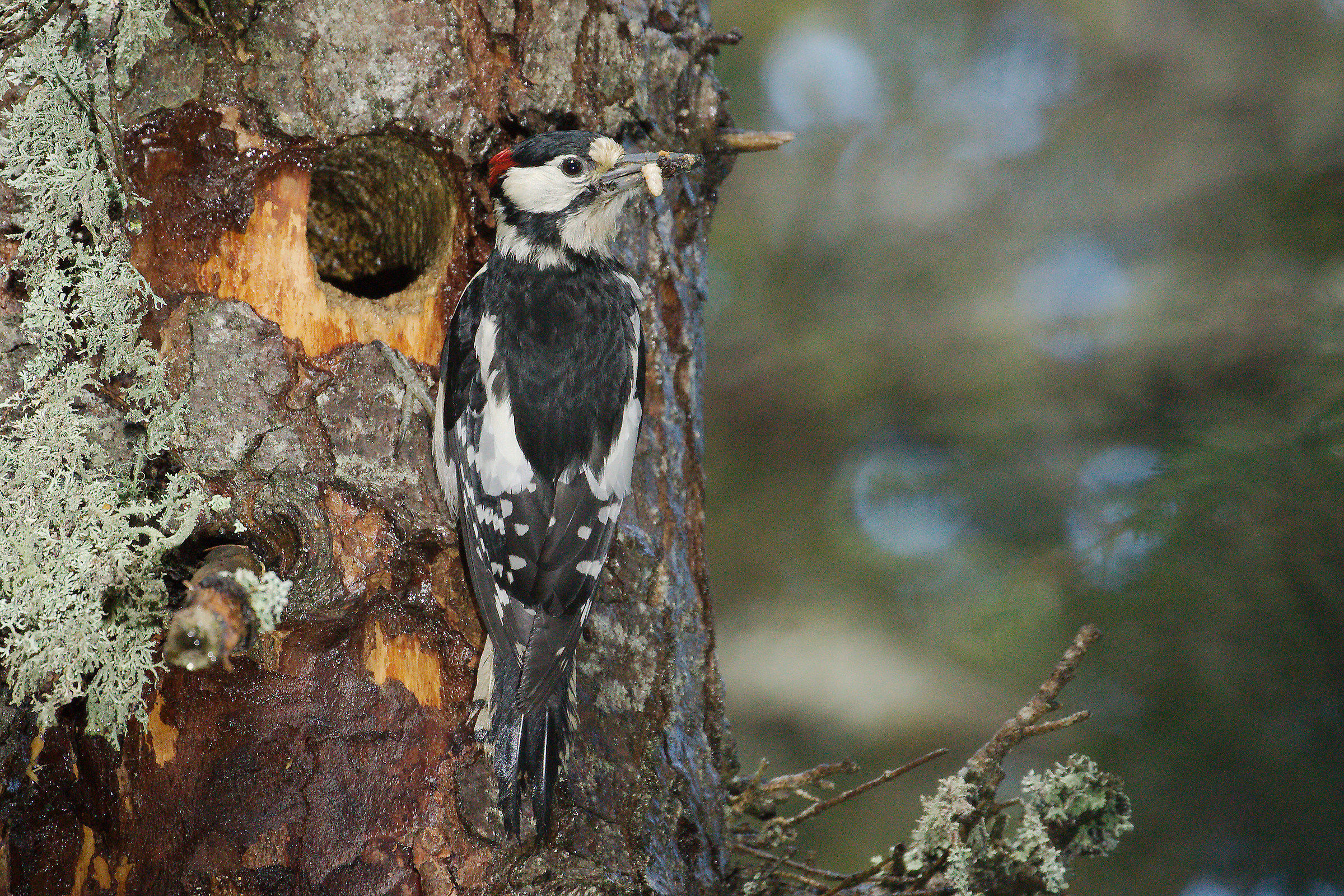 great spotted woodpecker...