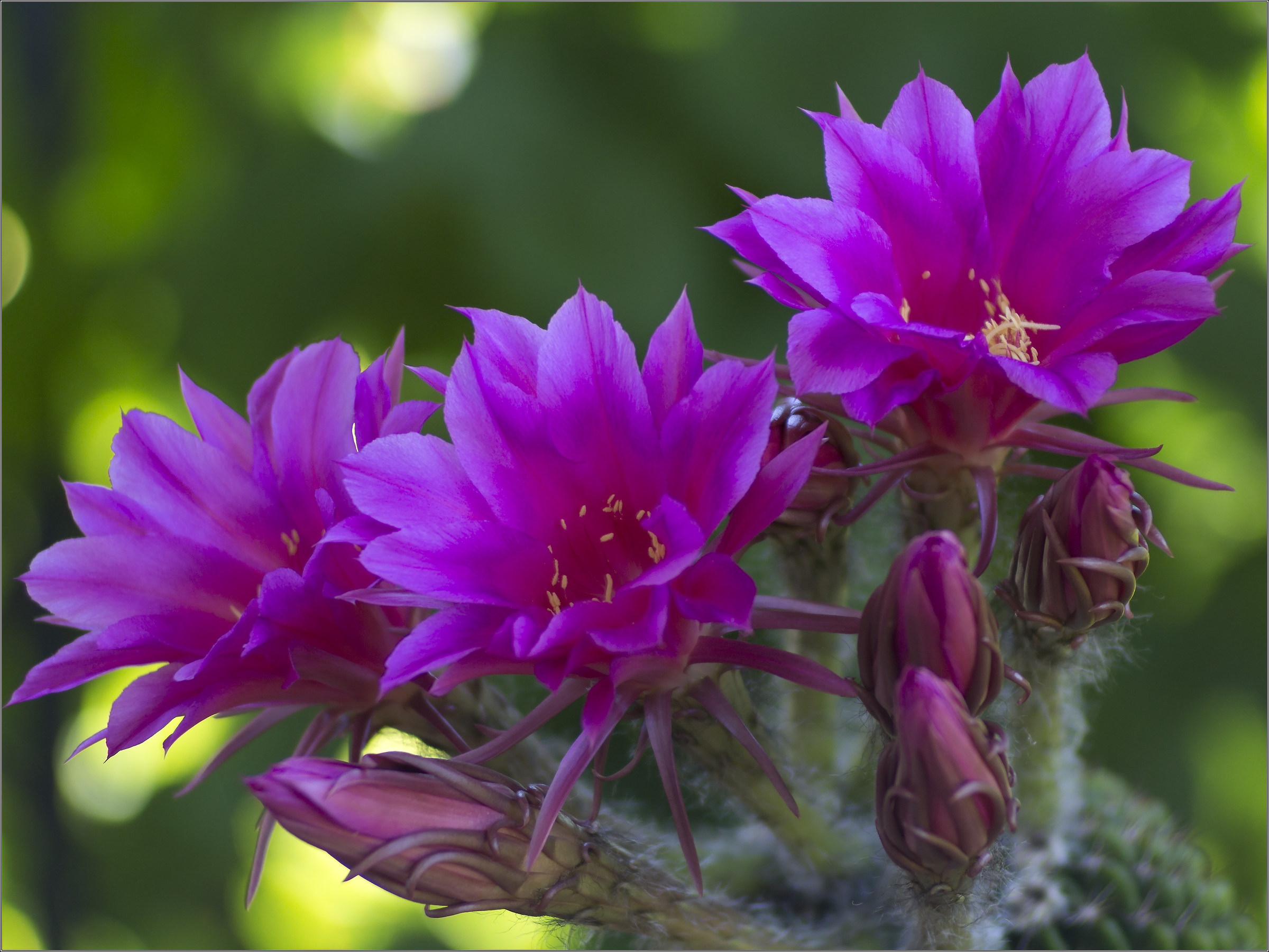 cactus flowers...