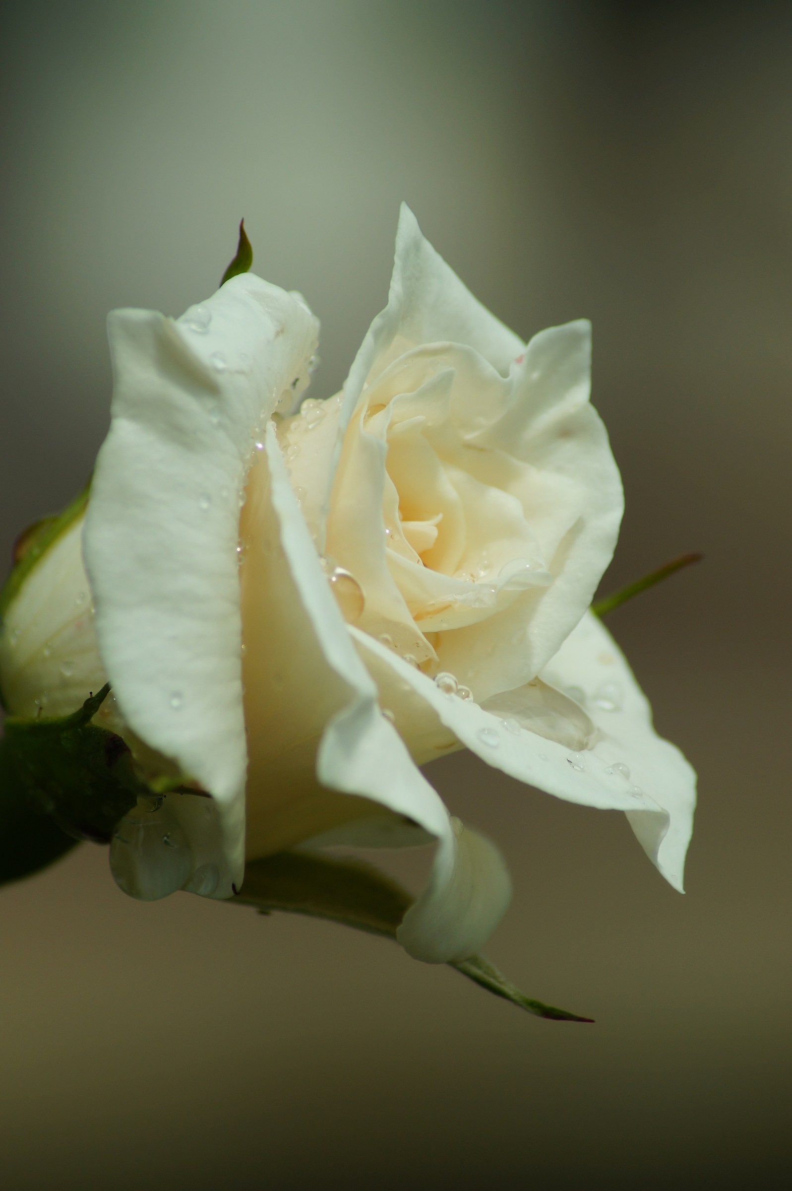 White Rose 2...