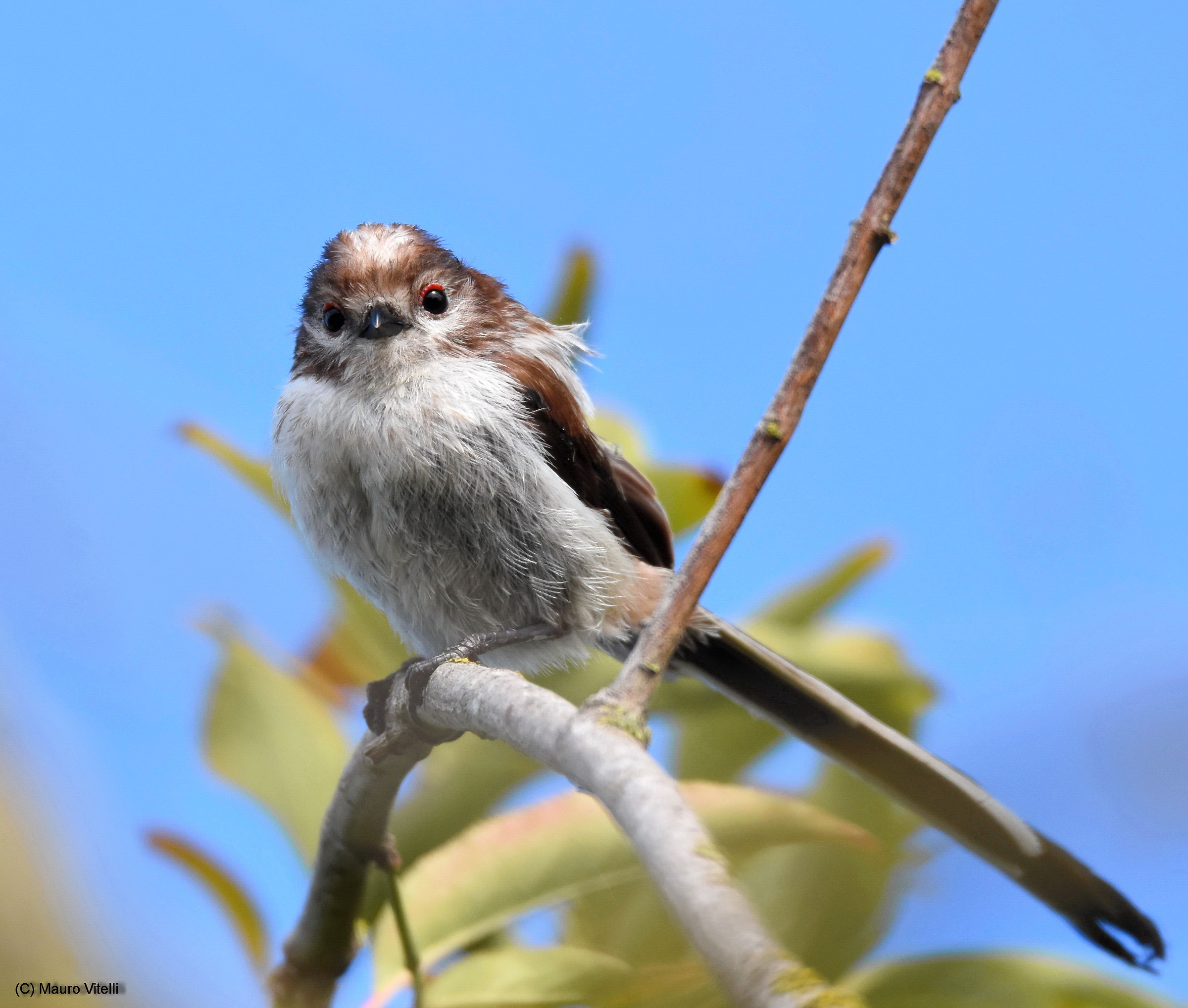 Long-tailed Tit...