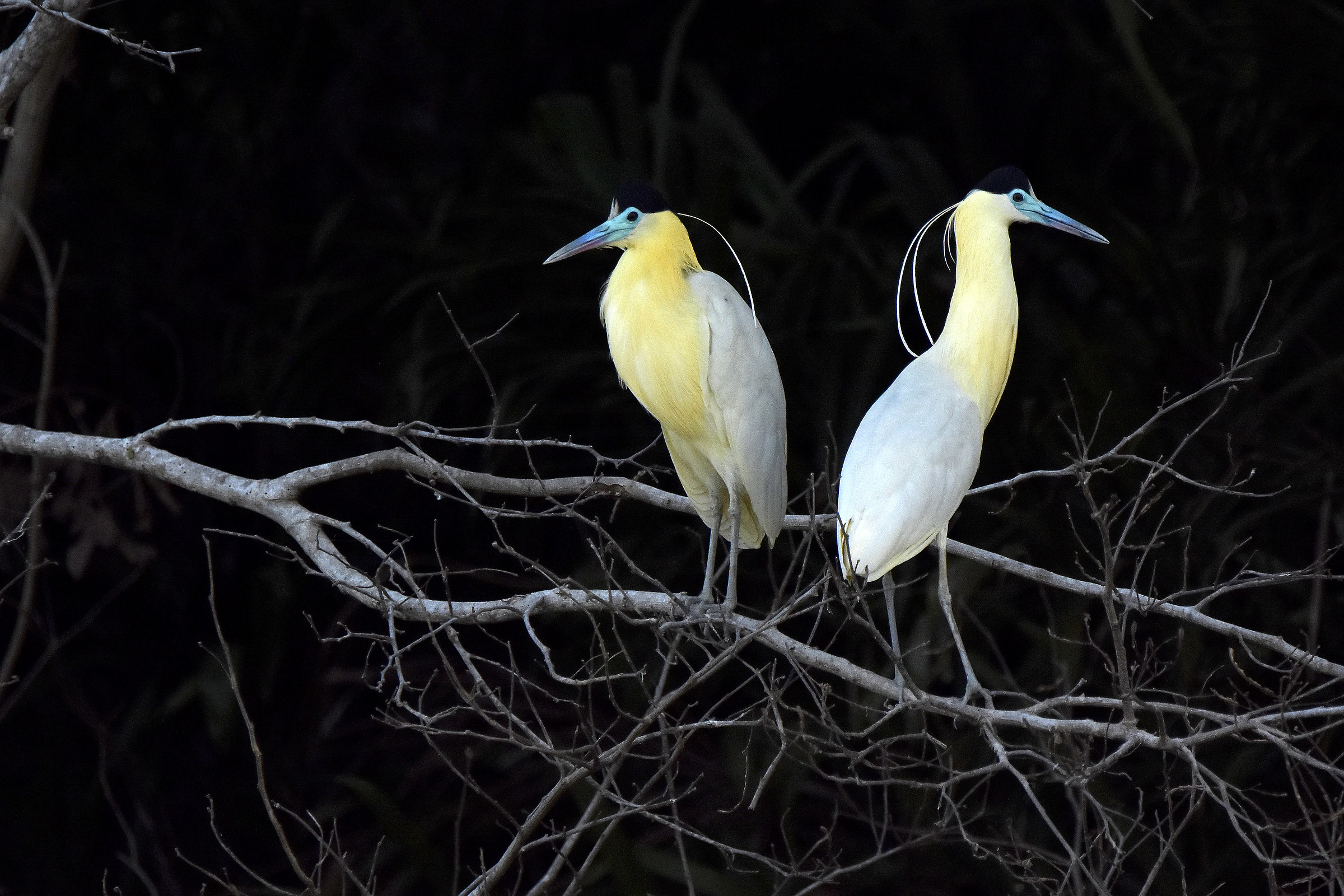 Capped herons in the Pantanal....