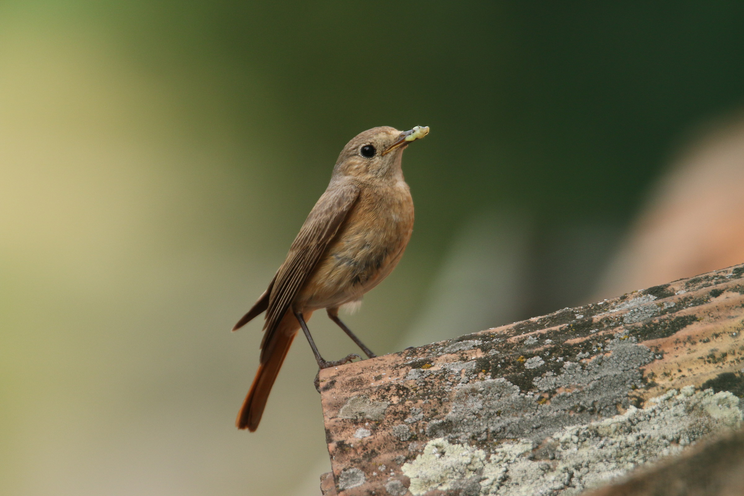 Redstart female...