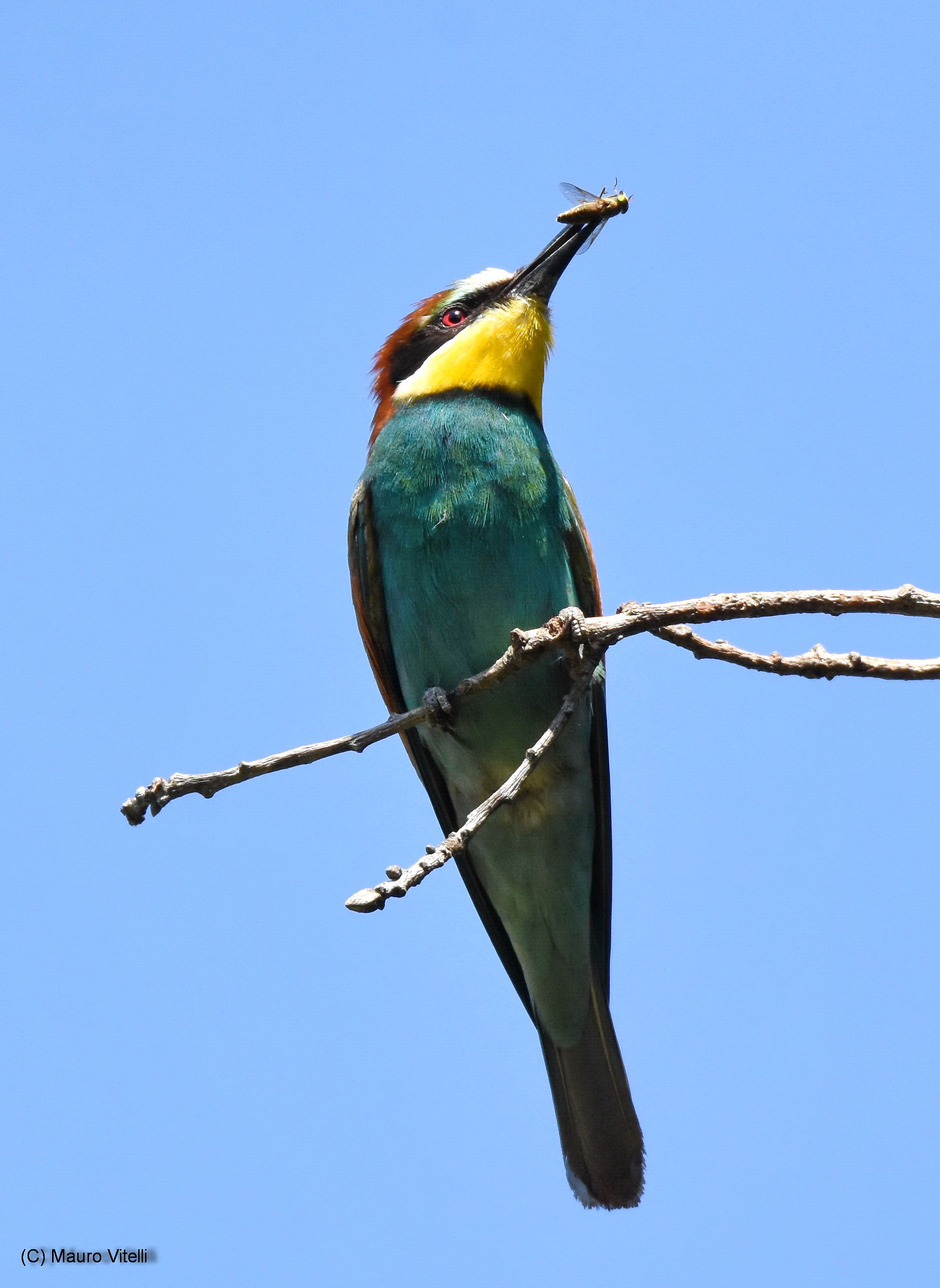 Bee-eater with prey...