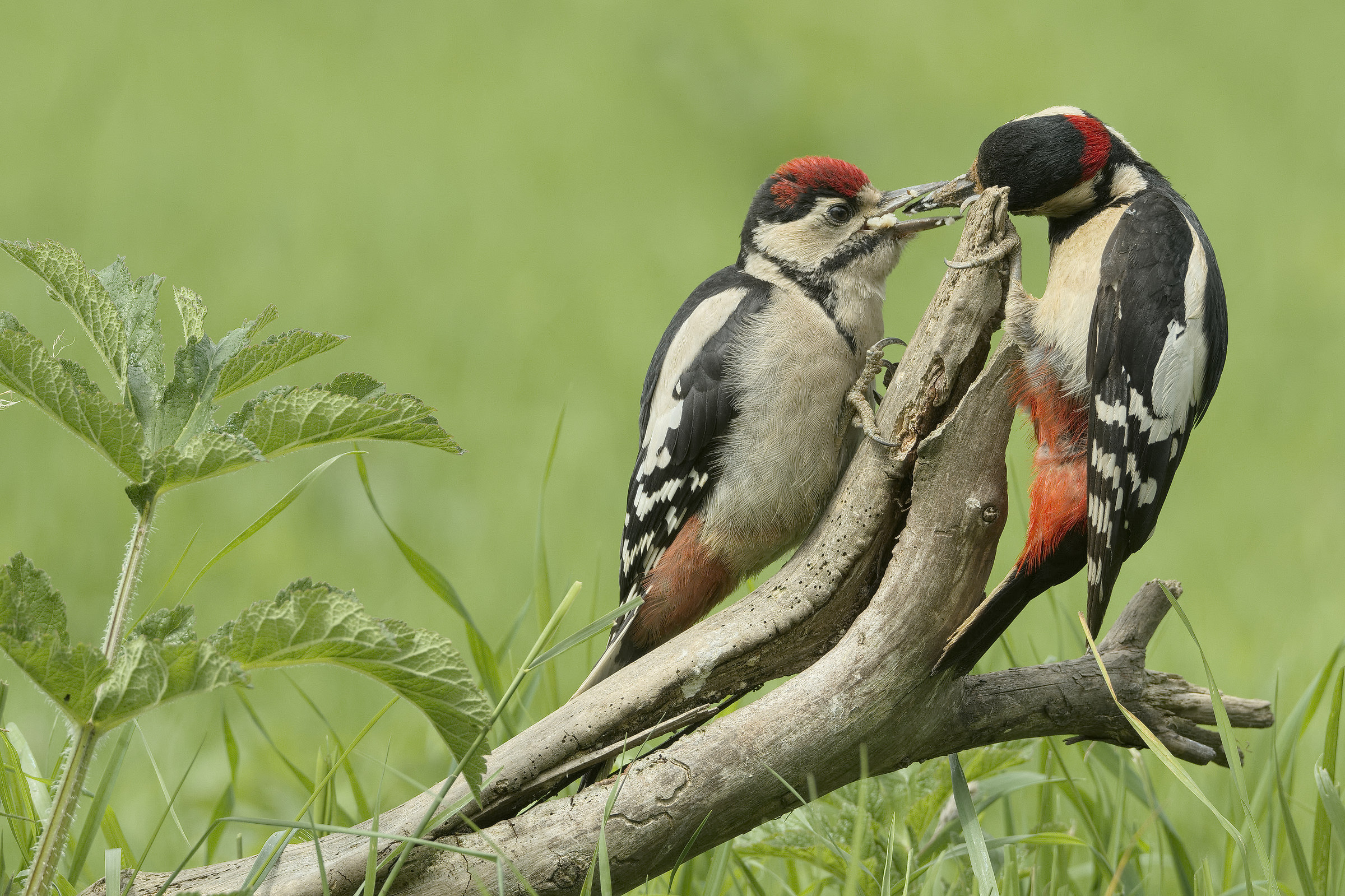 Juvenile Great Spotted Woodpecker and father...