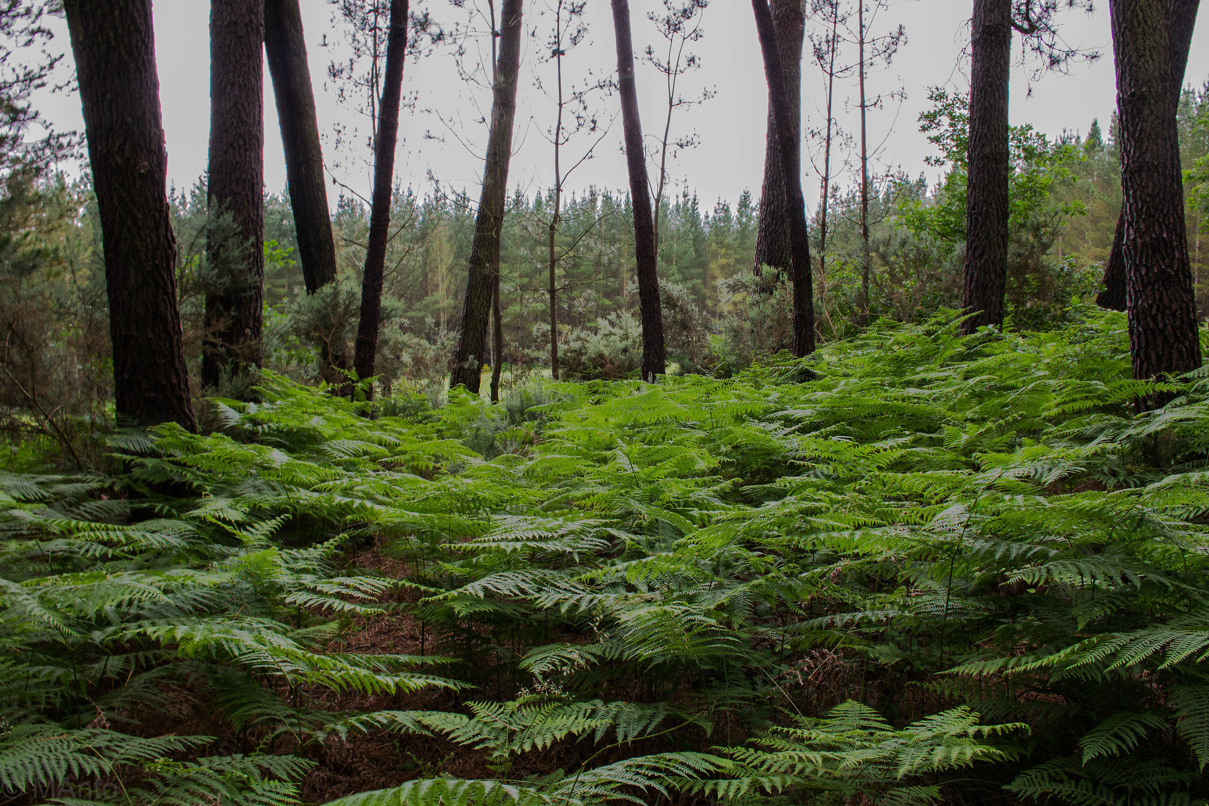 The forest and ferns...