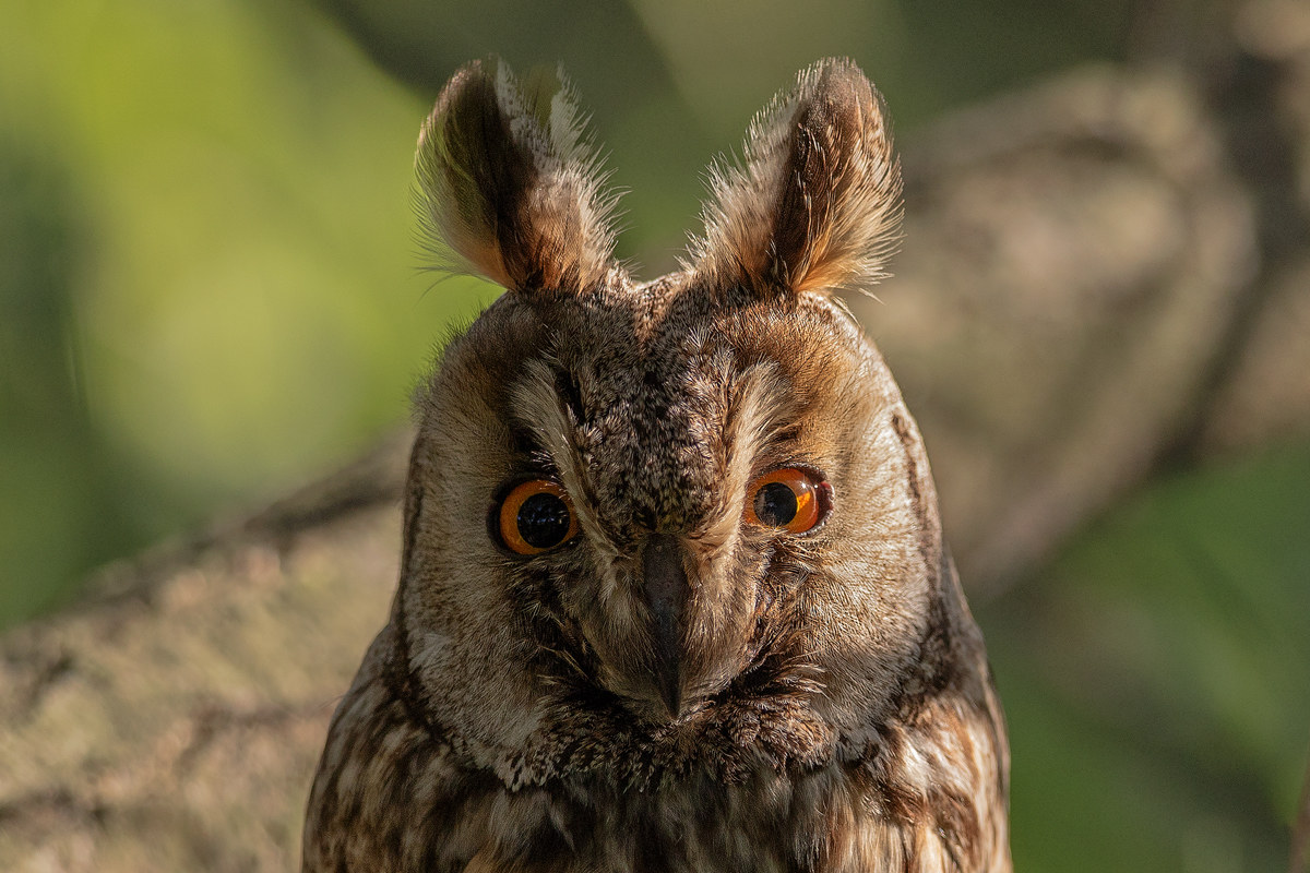 Portrait of owl...