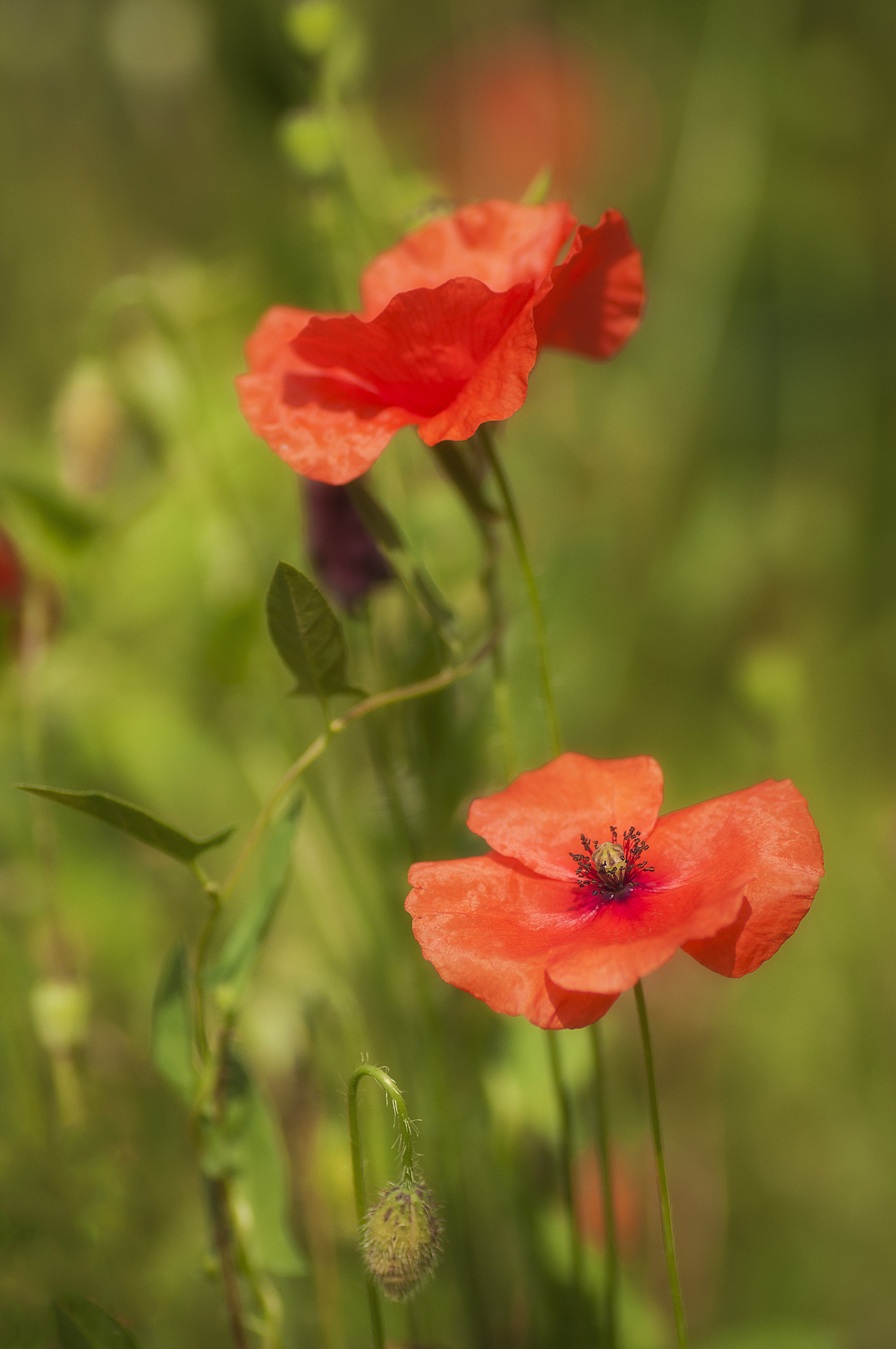 The colors of summer ......
